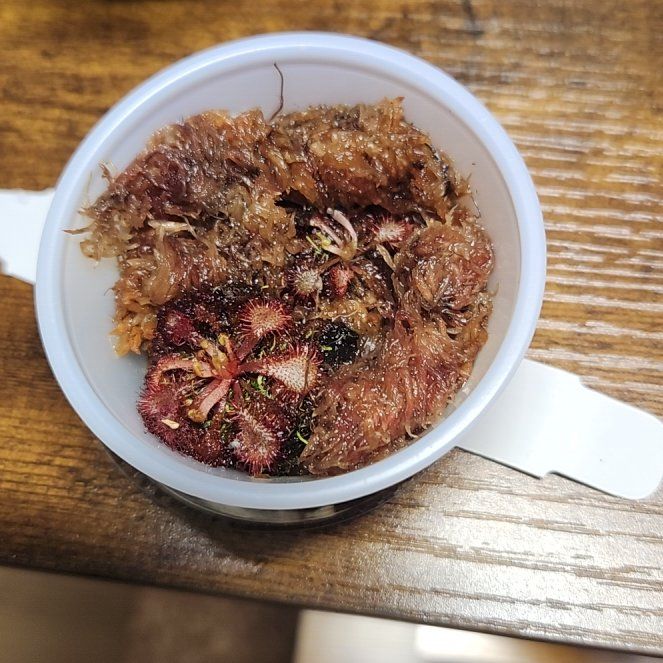 Photo of the plant species Pink Sundew by @SarahGeds named Mae on Greg, the plant care app