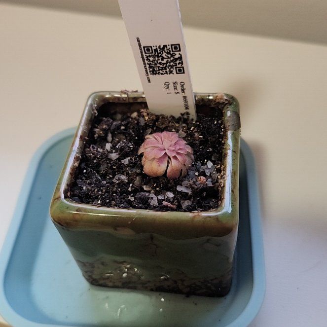 Photo of the plant species Butterwort, Mexican Cultivars by @SarahGeds named Mala (Guatemala) on Greg, the plant care app