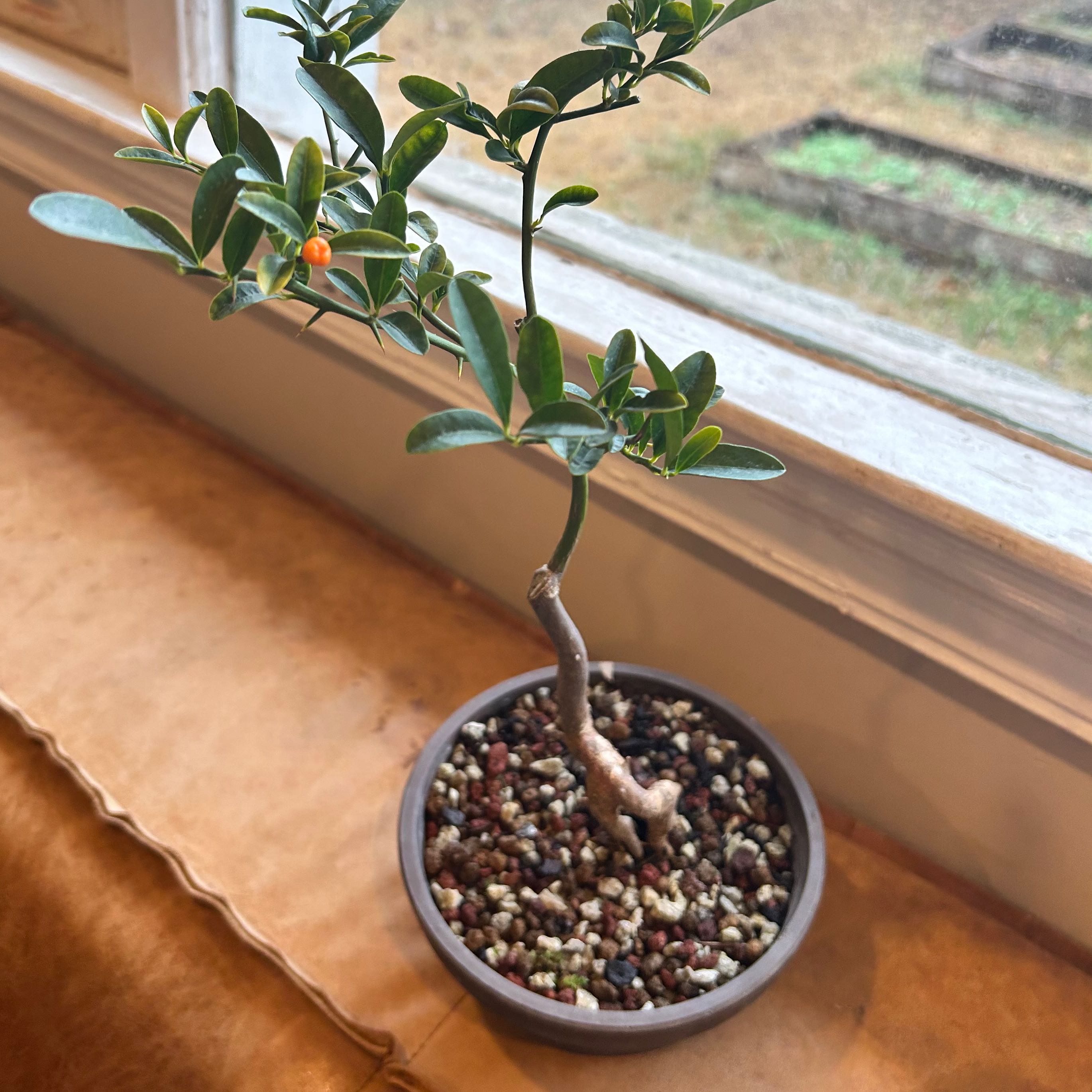 Oval kumquat plant in a pot on a windowsill with visible soil and a single fruit.