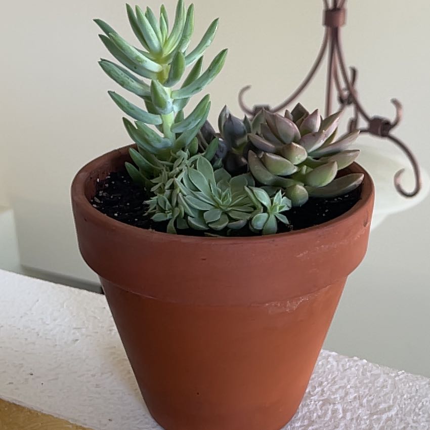 Potted Pale Stonecrop succulent in a terracotta pot, healthy and well-framed.