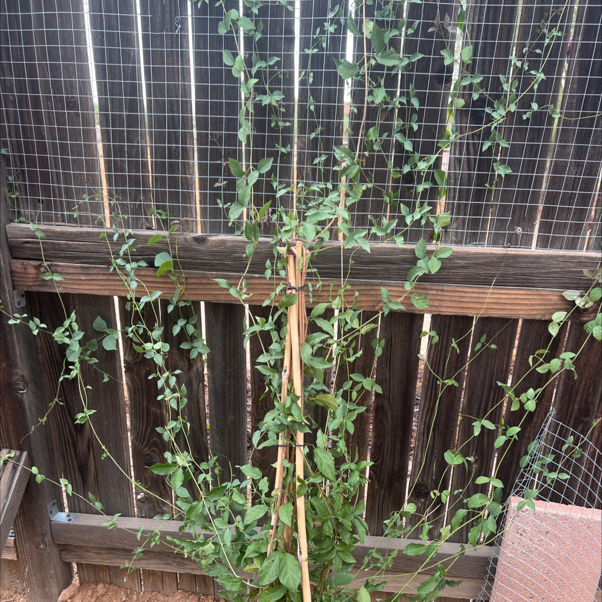 Photo of the plant species Catclaw Vine by @DreamboatBonsi named Orwell on Greg, the plant care app