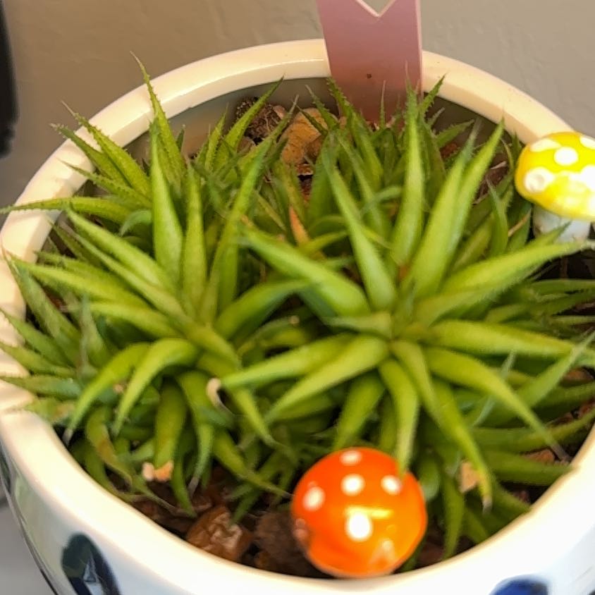 Photo of the plant species Narrow-leaved Haworthia by @ContentlyAtom named Gaga on Greg, the plant care app