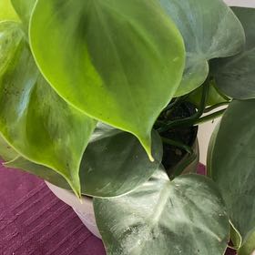 Photo of the plant species Philodendron scandon by @TrueAngelmoss named Beyonce on Greg, the plant care app