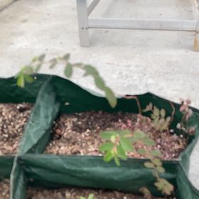 Photo of the plant species Graceful Sandmat by Mianna named Achilles on Greg, the plant care app