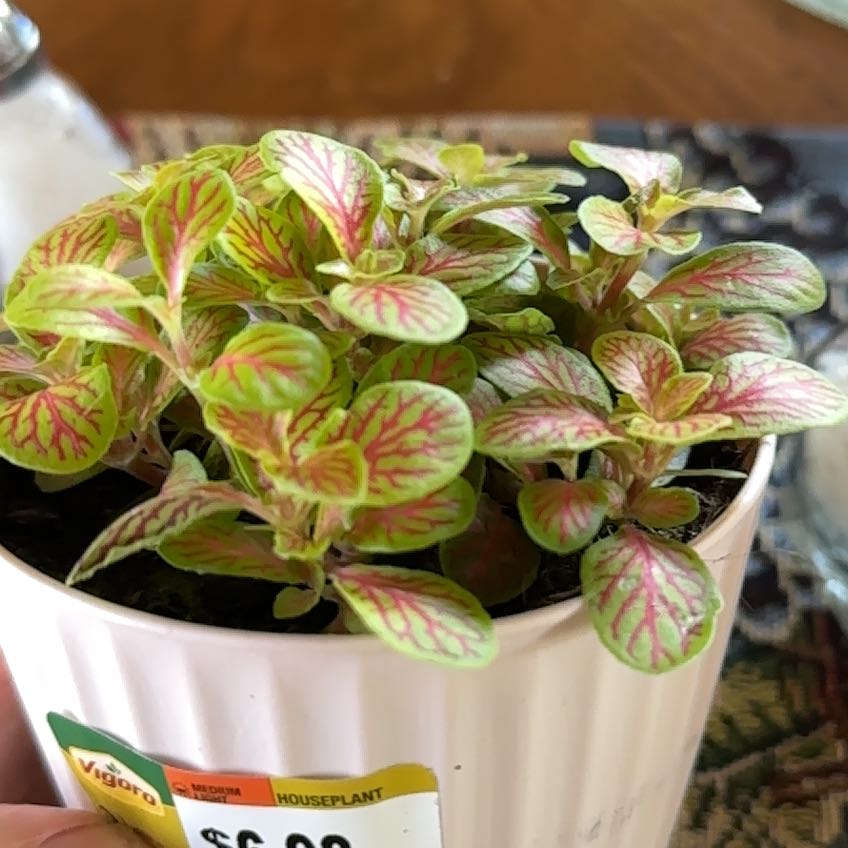 Photo of the plant species Bubble Green Nerve Plant by @PeppyOleander named Kendall on Greg, the plant care app