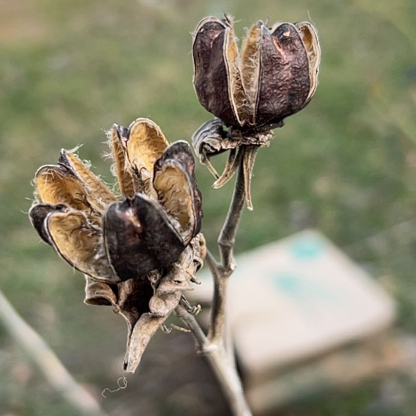 Photo of the plant species Swamp Rosemallow by @EarlyFlyagaric named Mochi on Greg, the plant care app