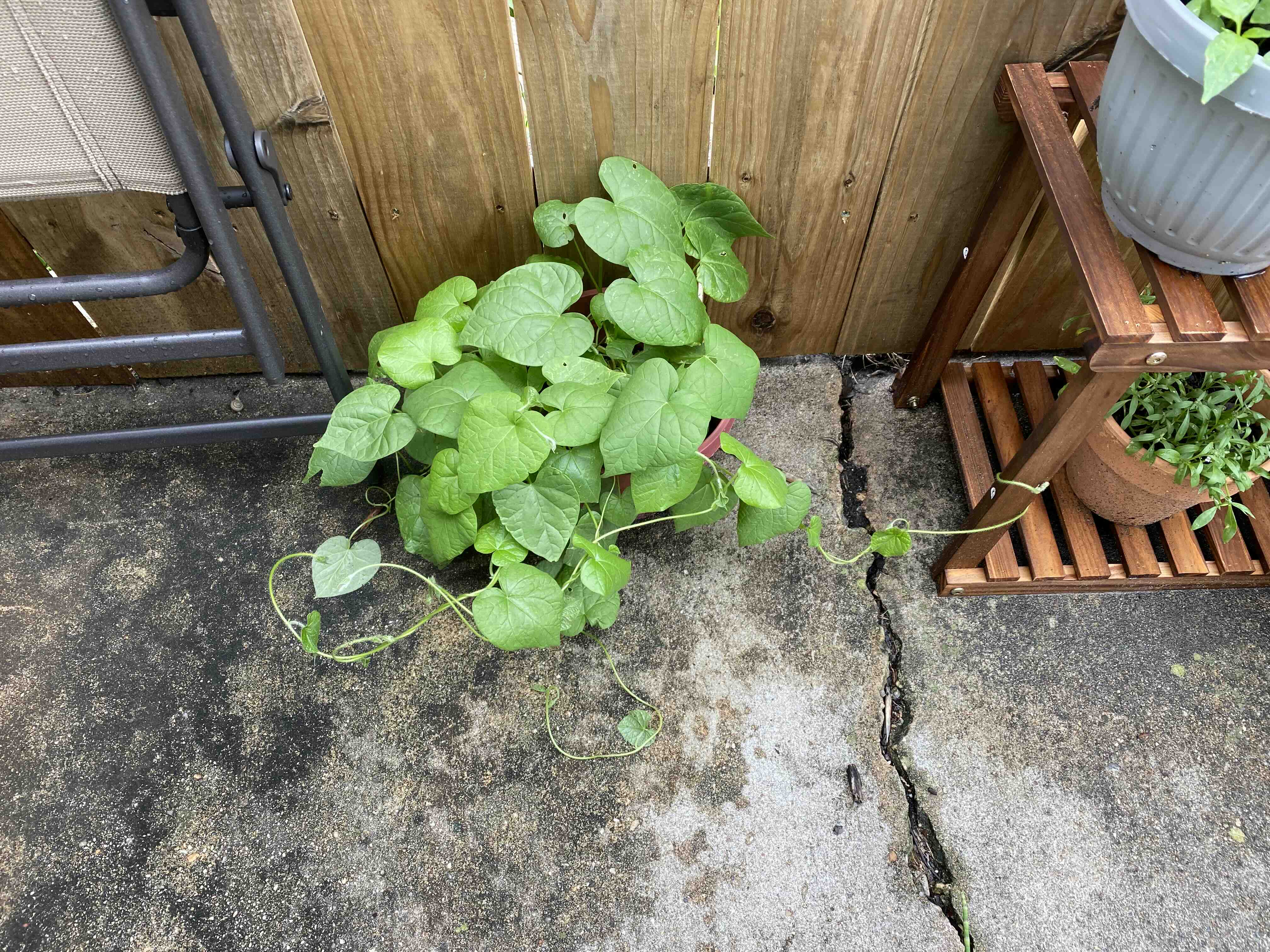 Garden Nasturtium plant with green leaves growing near a wooden fence.