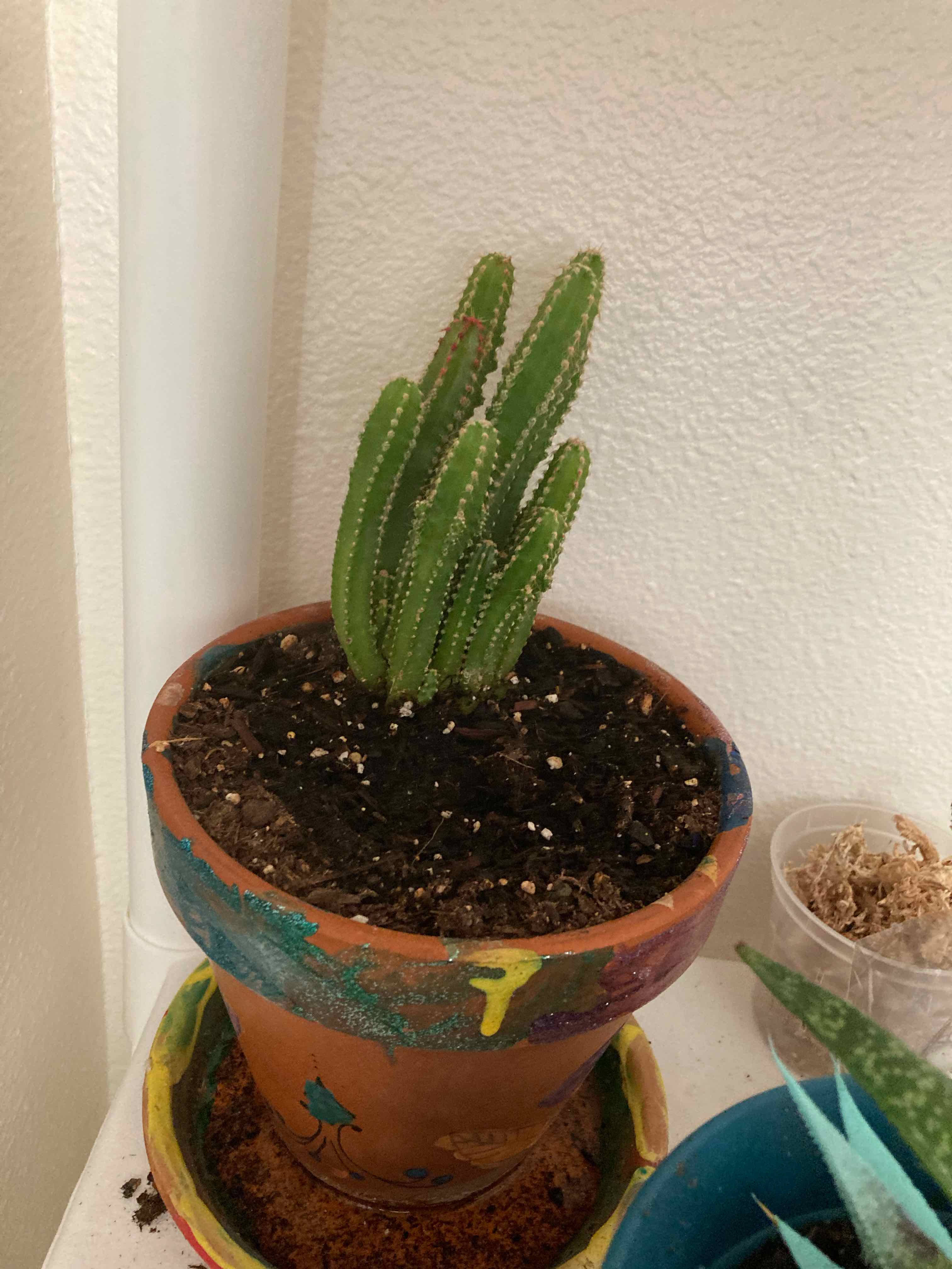 Columnar Cactus in a decorated terracotta pot with visible soil.