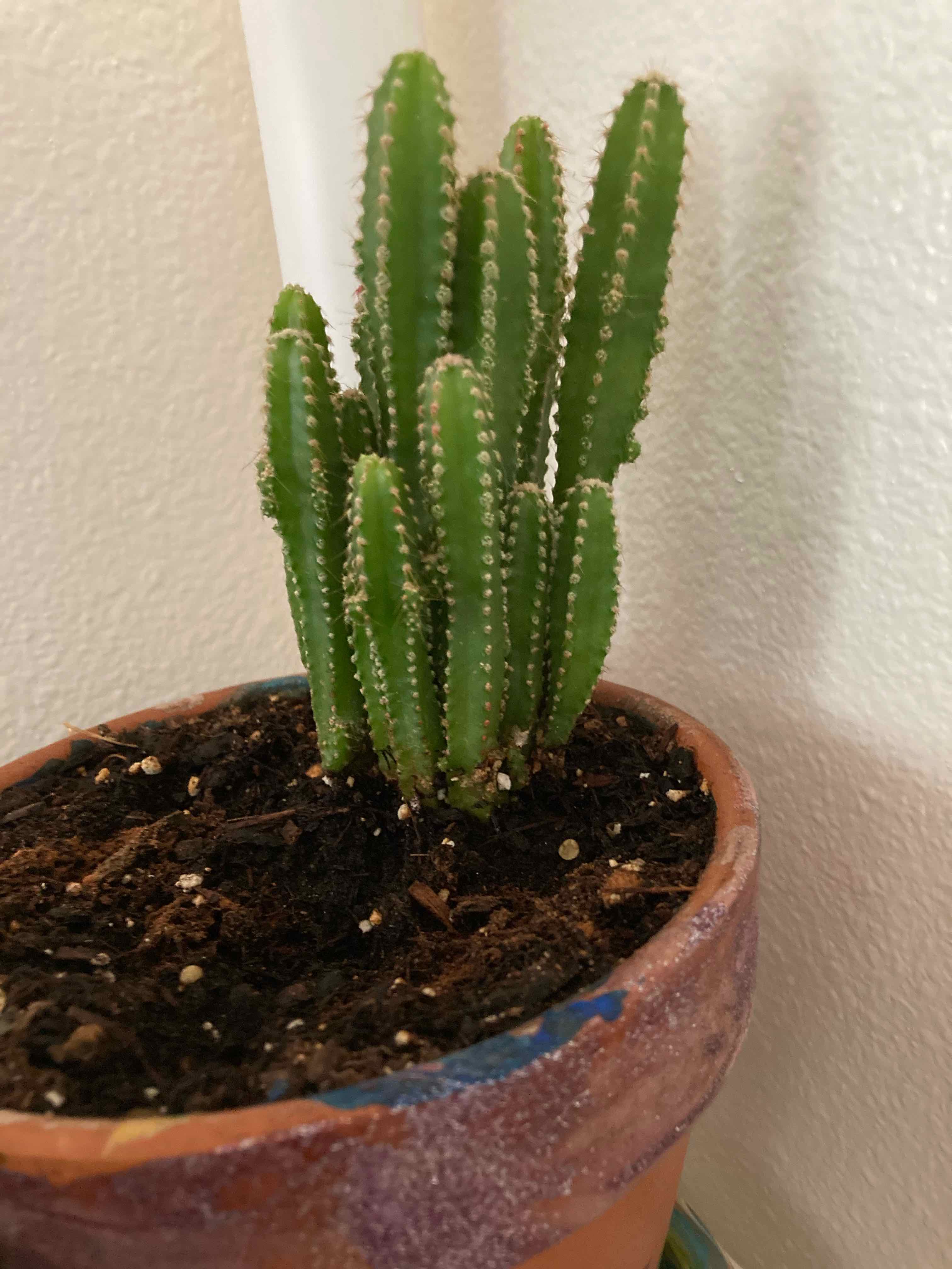 Columnar Cactus in a pot with visible soil, well-framed and in focus.