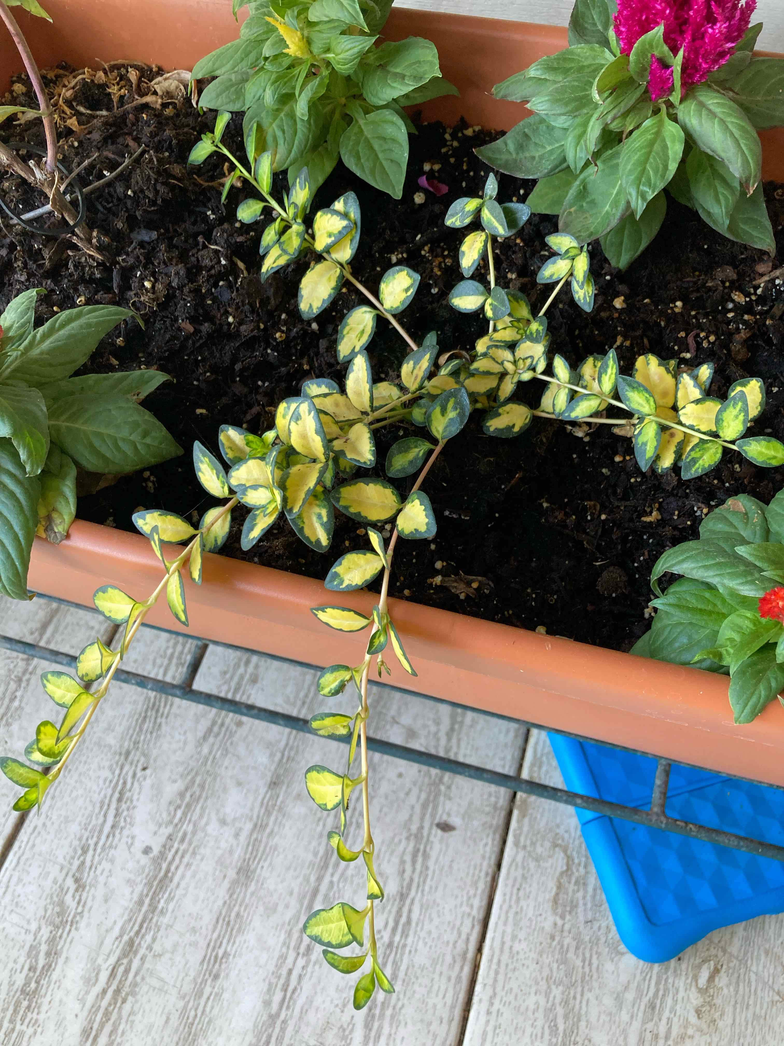 Variegated Vinca Vine plant in a rectangular planter with visible soil and other plants.