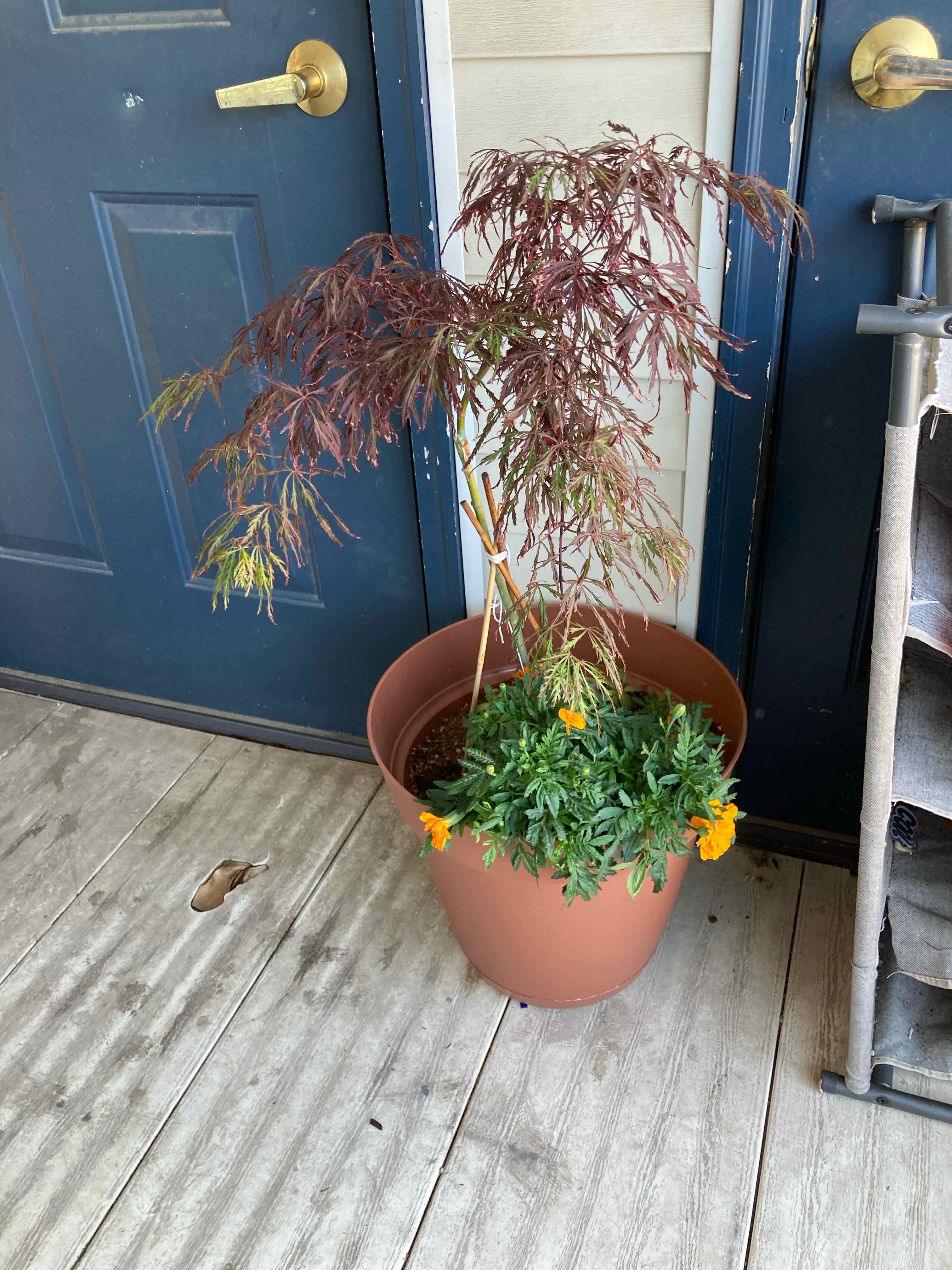 Potted Japanese Maple with some yellowing leaves, accompanied by flowering plants.