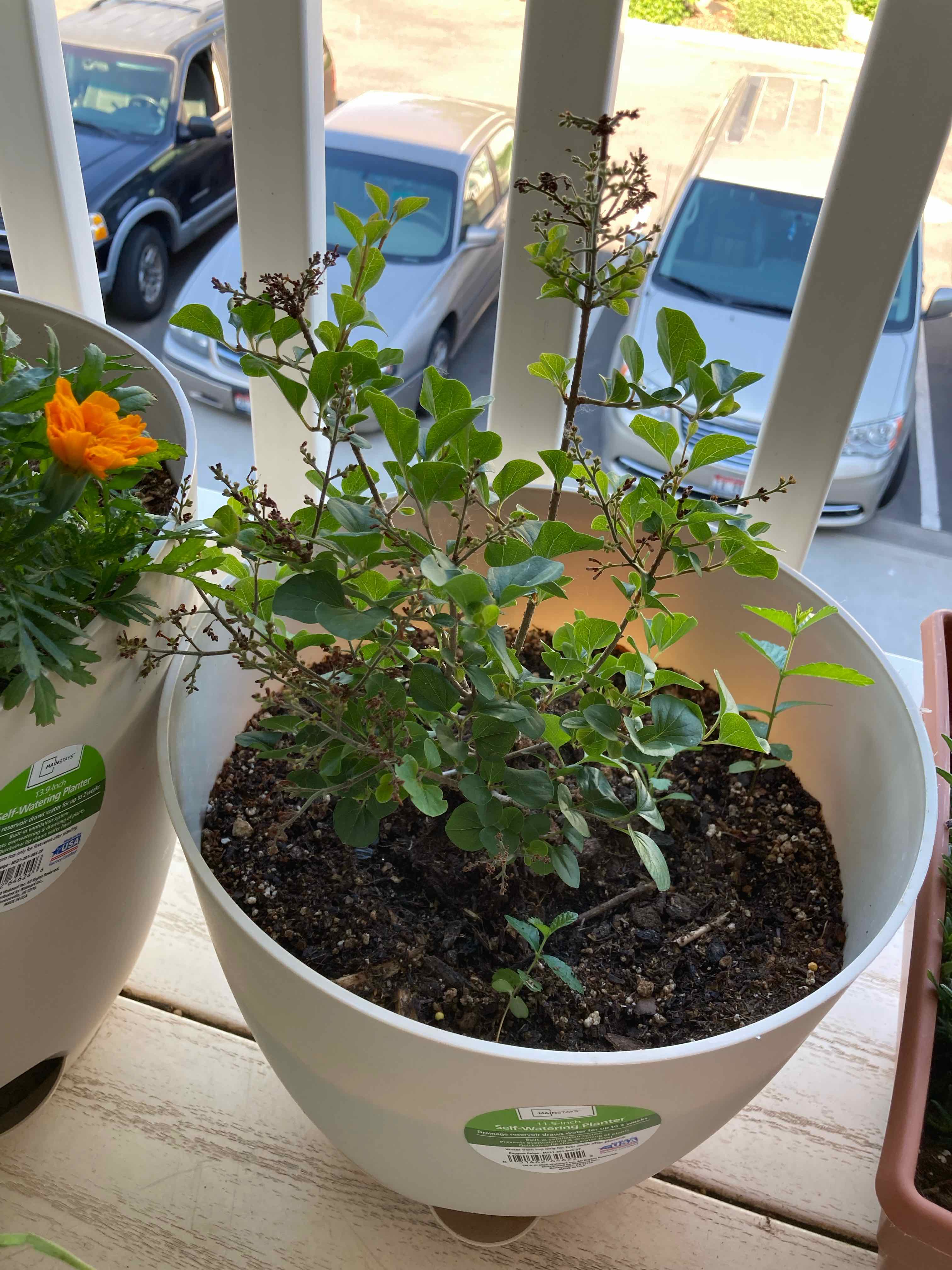 🐛 What To Do About Bugs on My Lilac?