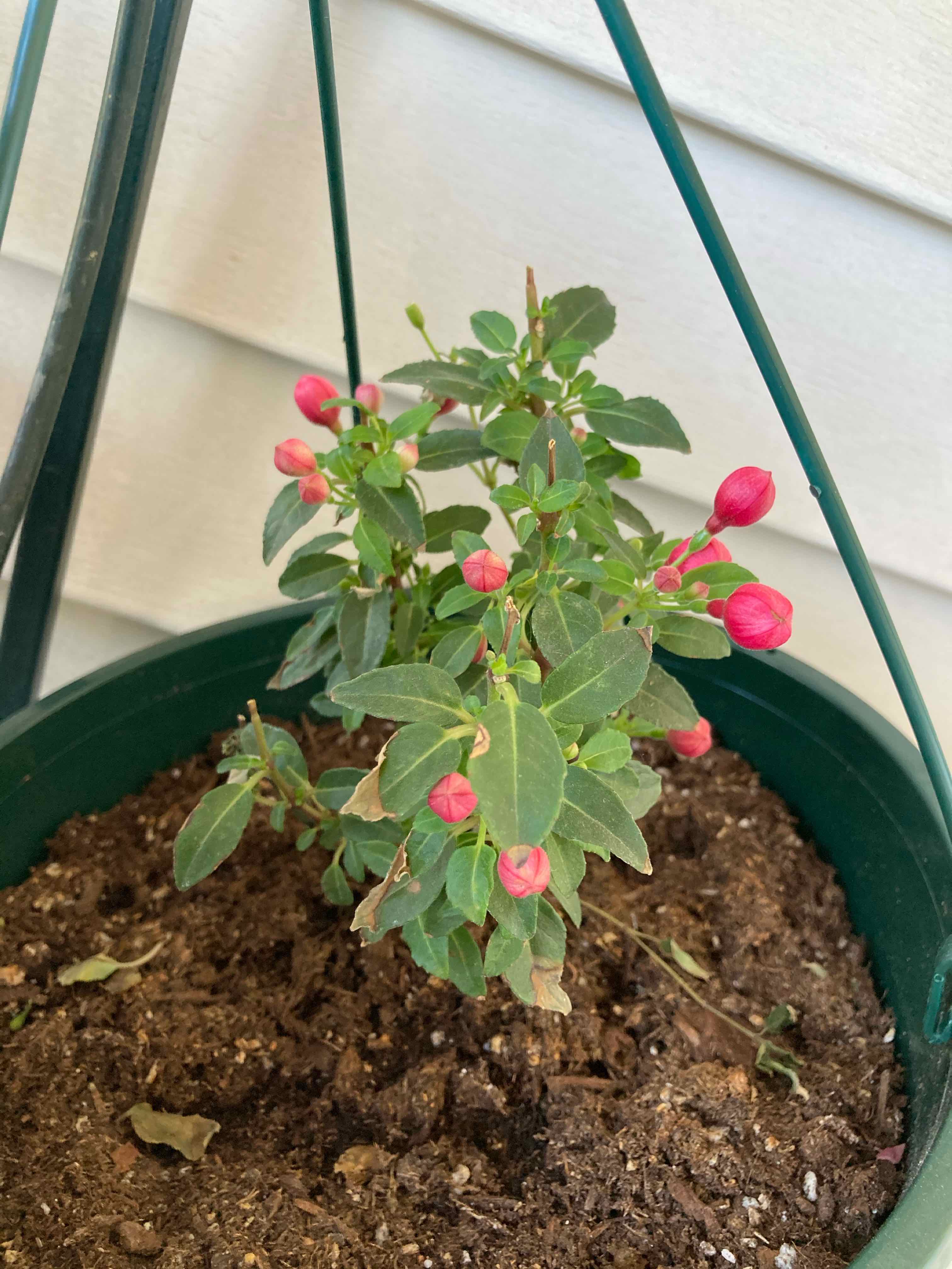 Why Are My Fuchsia triphylla Leaves Turning Yellow?