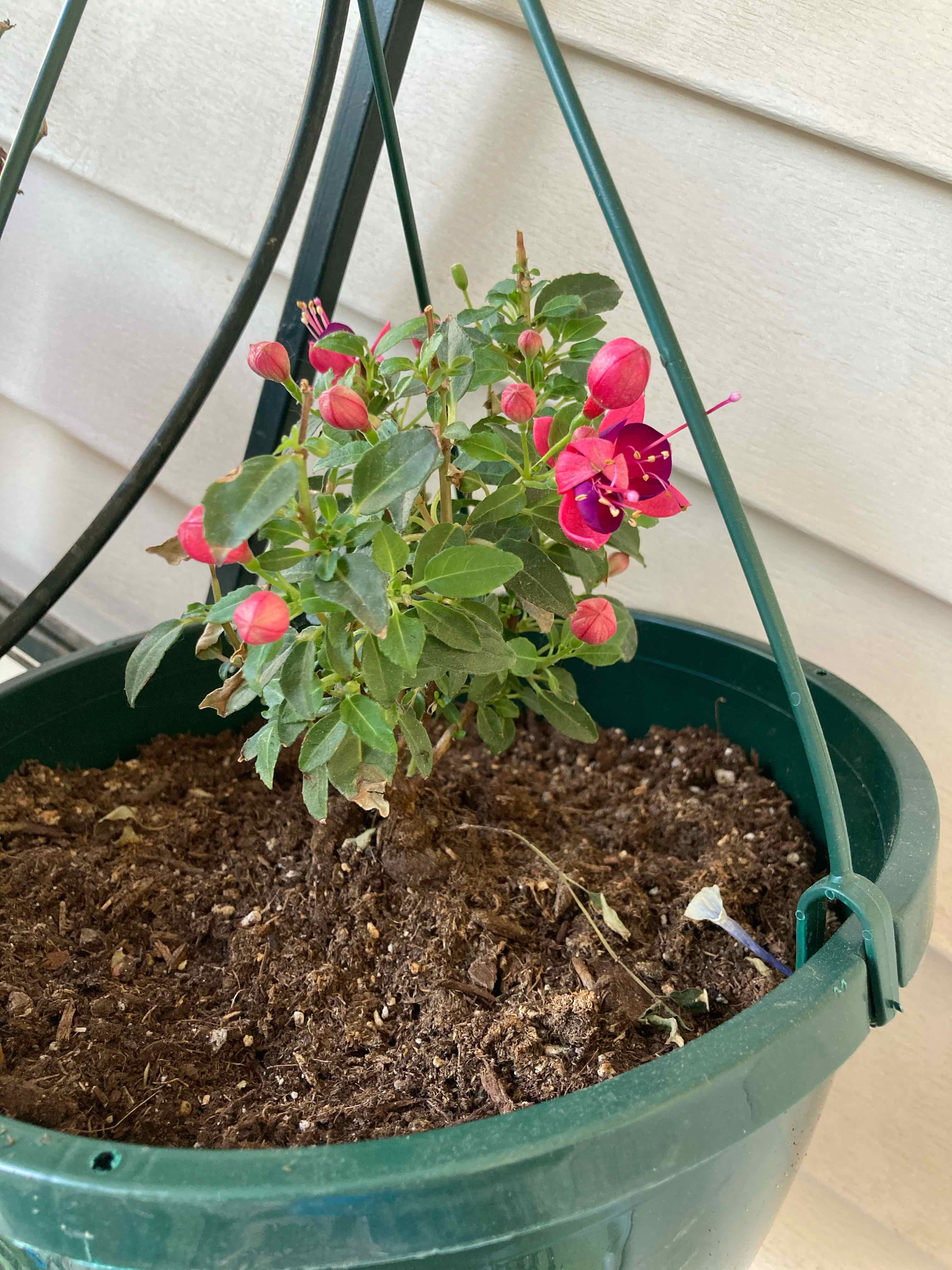 Why Are My Fuchsia triphylla Leaves Turning Yellow?