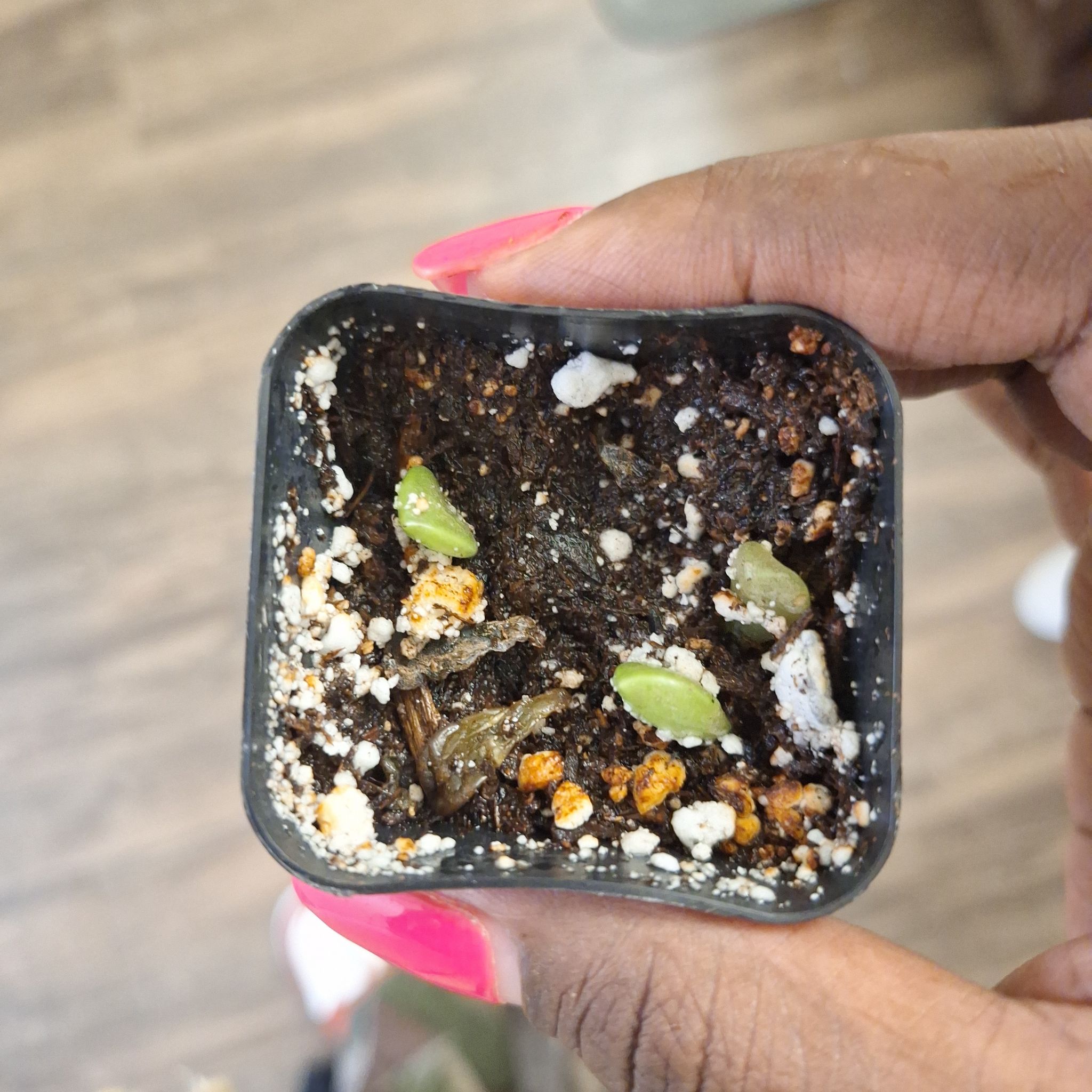 Photo of the plant species Graptopetalum Ellen by @HardyAmbrosina named Foxxy on Greg, the plant care app