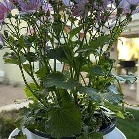 Photo of the plant species Purple Daisy by @UpbeatHoyajade named Mochi on Greg, the plant care app