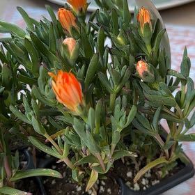 Photo of the plant species Orange Ice Plant by @UpbeatHoyajade named Tree yo call on Greg, the plant care app