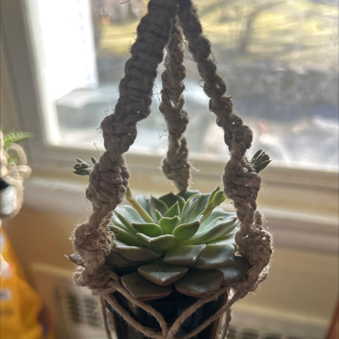 Taciveria 'Tasha' plant in a hanging macrame planter, healthy green leaves.