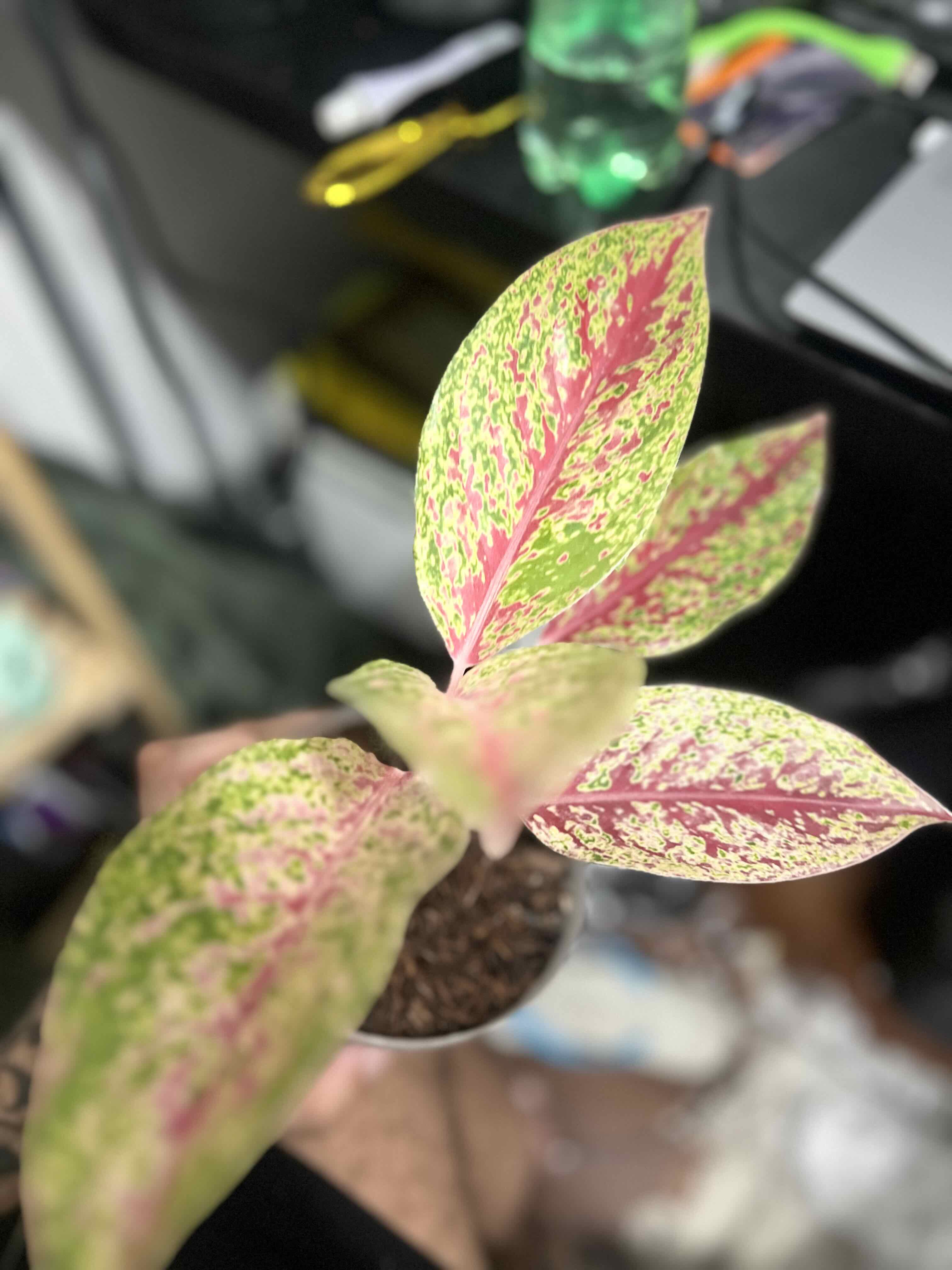 Plant care for Anglaonema Ruby Ray on Greg, the plant care app