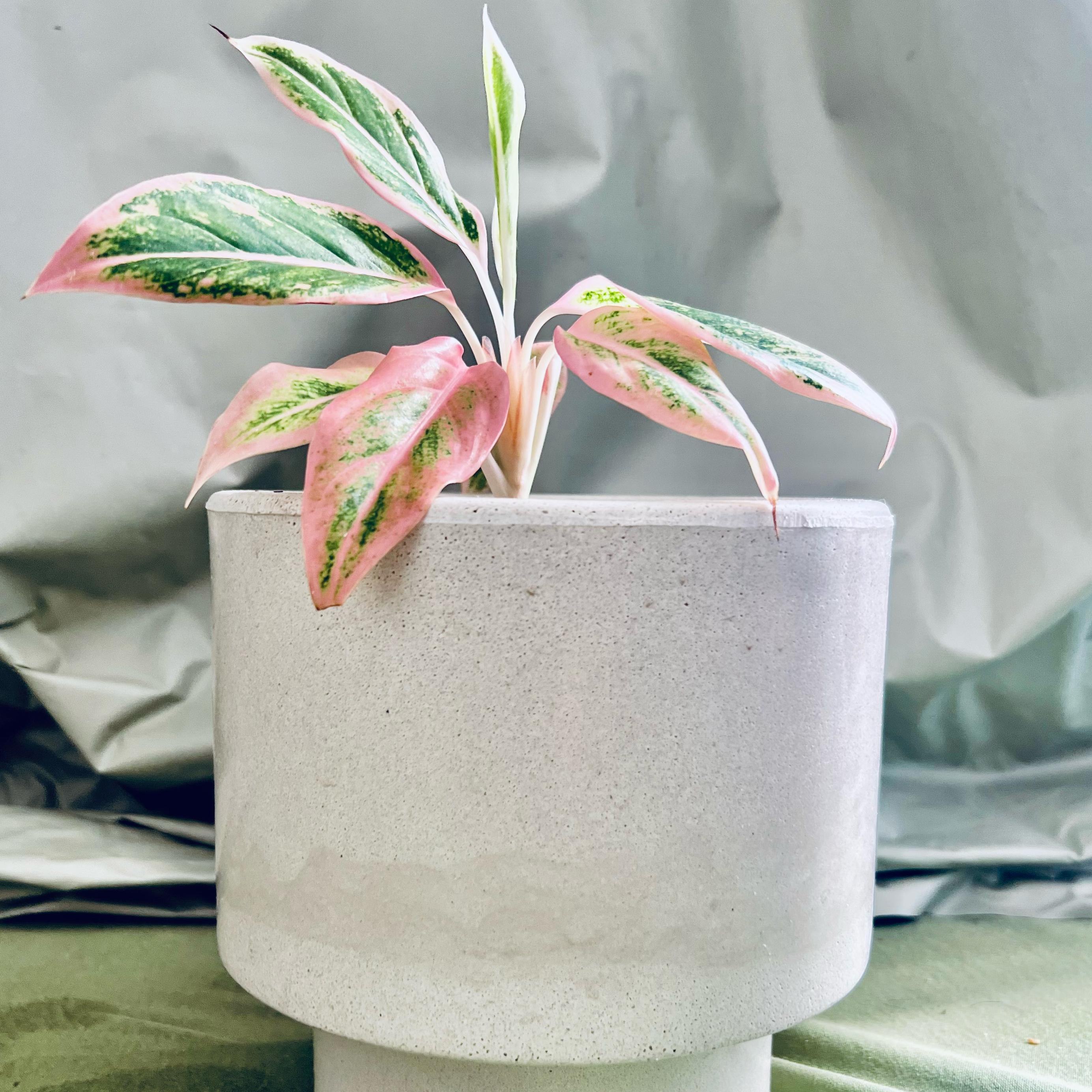 Photo of the plant species Aglaonema Spitfire by @Gustavo named Bibi on Greg, the plant care app