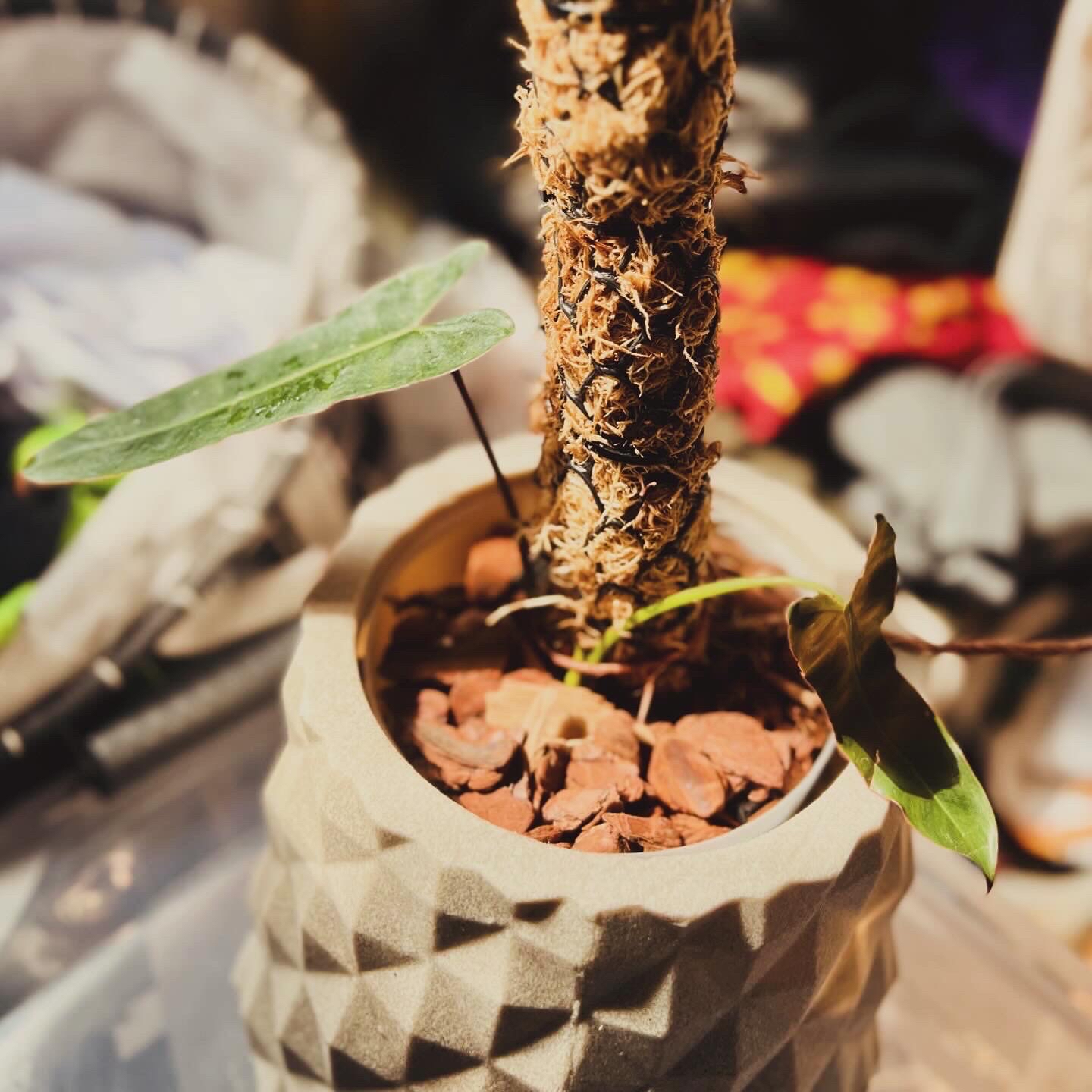 Philodendron atabapoense plant in a textured pot with visible soil and healthy leaves.