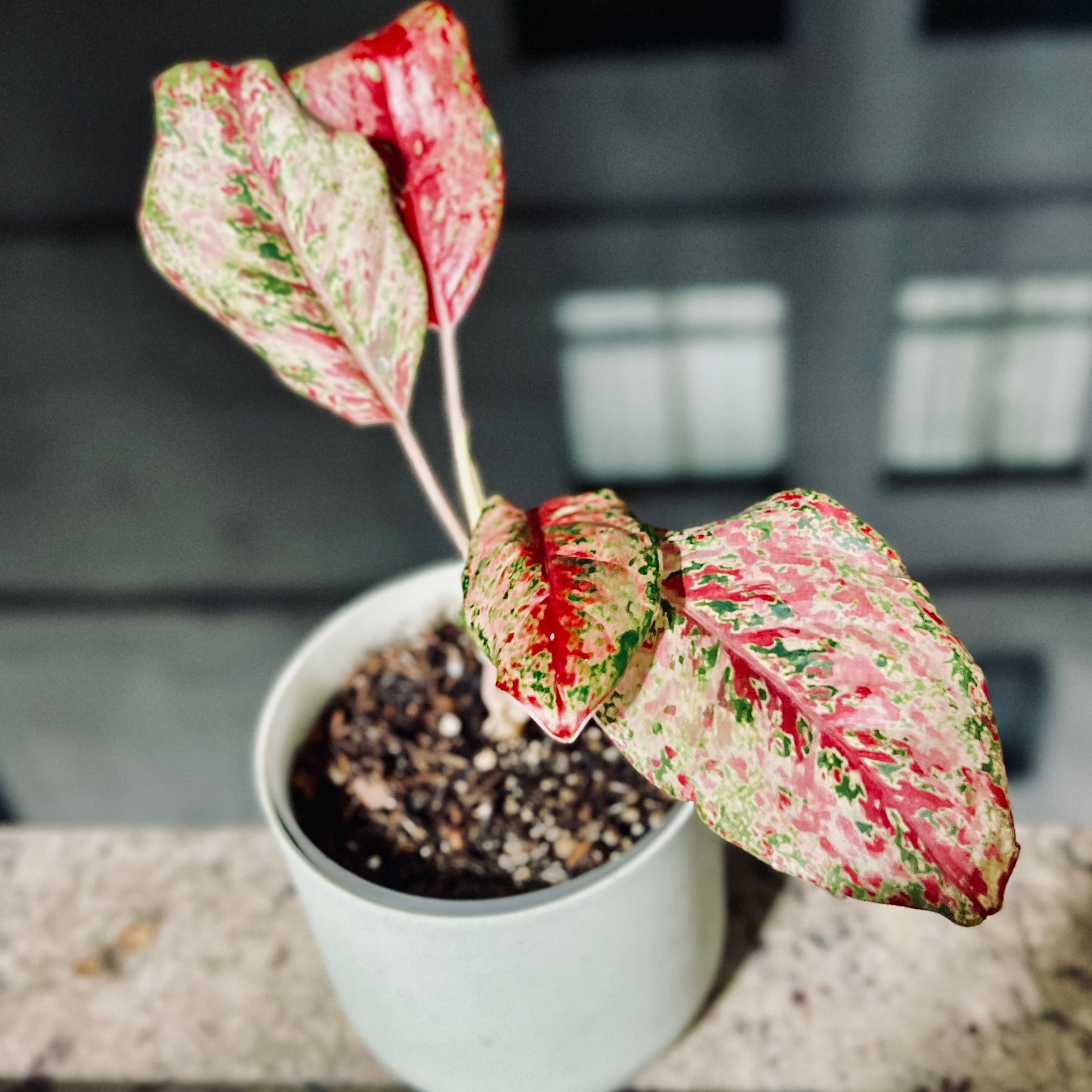 Plant care for Amorphophallus commutatus on Greg, the plant care app