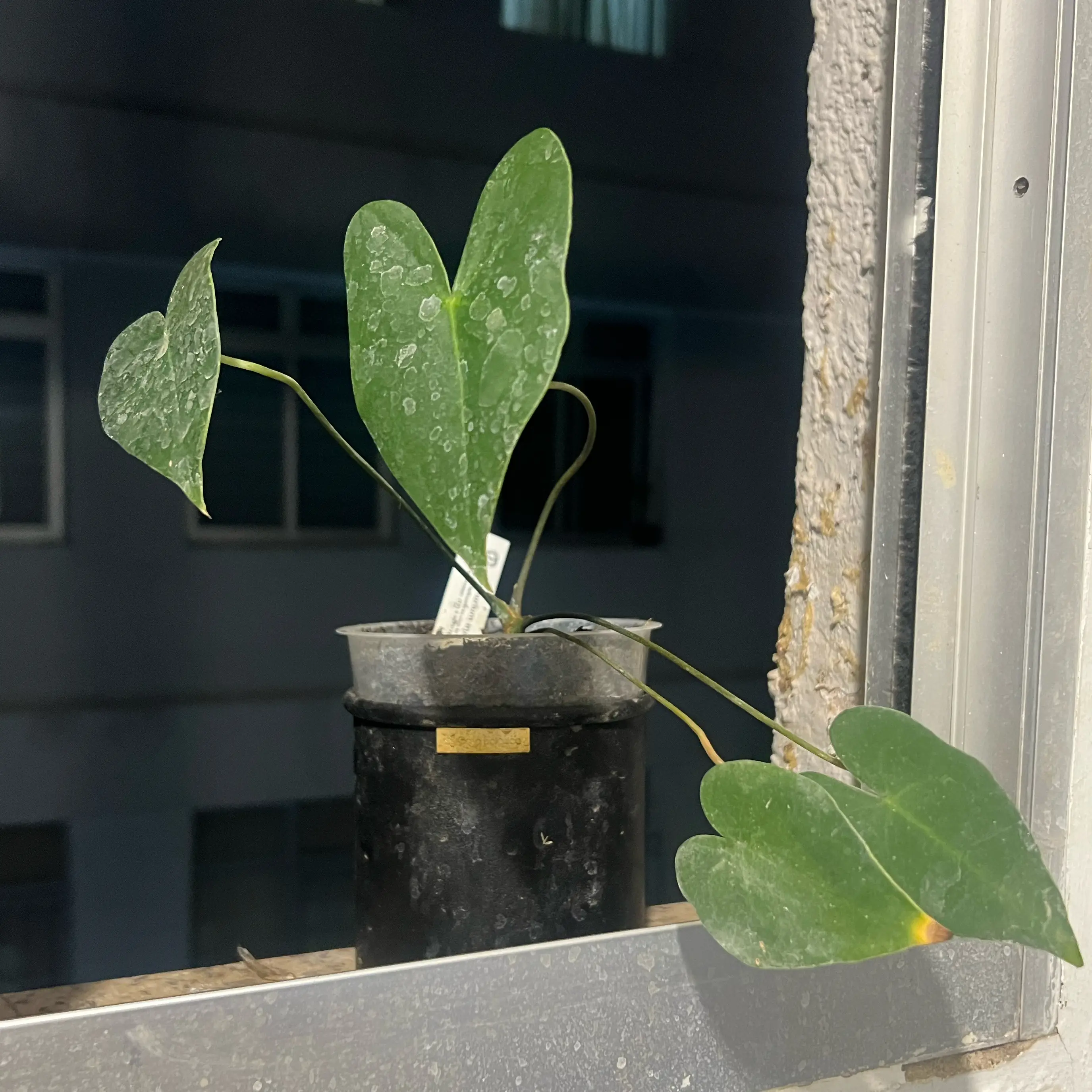 Photo of the plant species Anthurium marcusianum by @Gustavo named Dudu on Greg, the plant care app