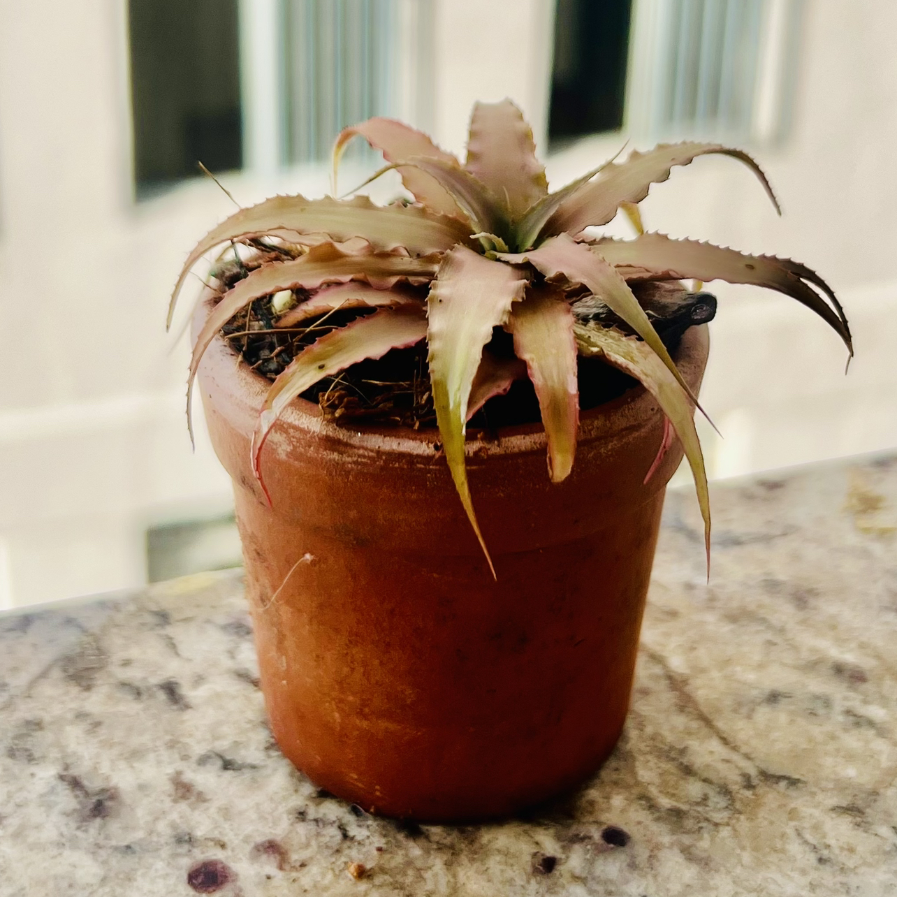 Photo of the plant species Neoregelia crypthantus 'Café au Lait' by @Gustavo named Coffee on Greg, the plant care app
