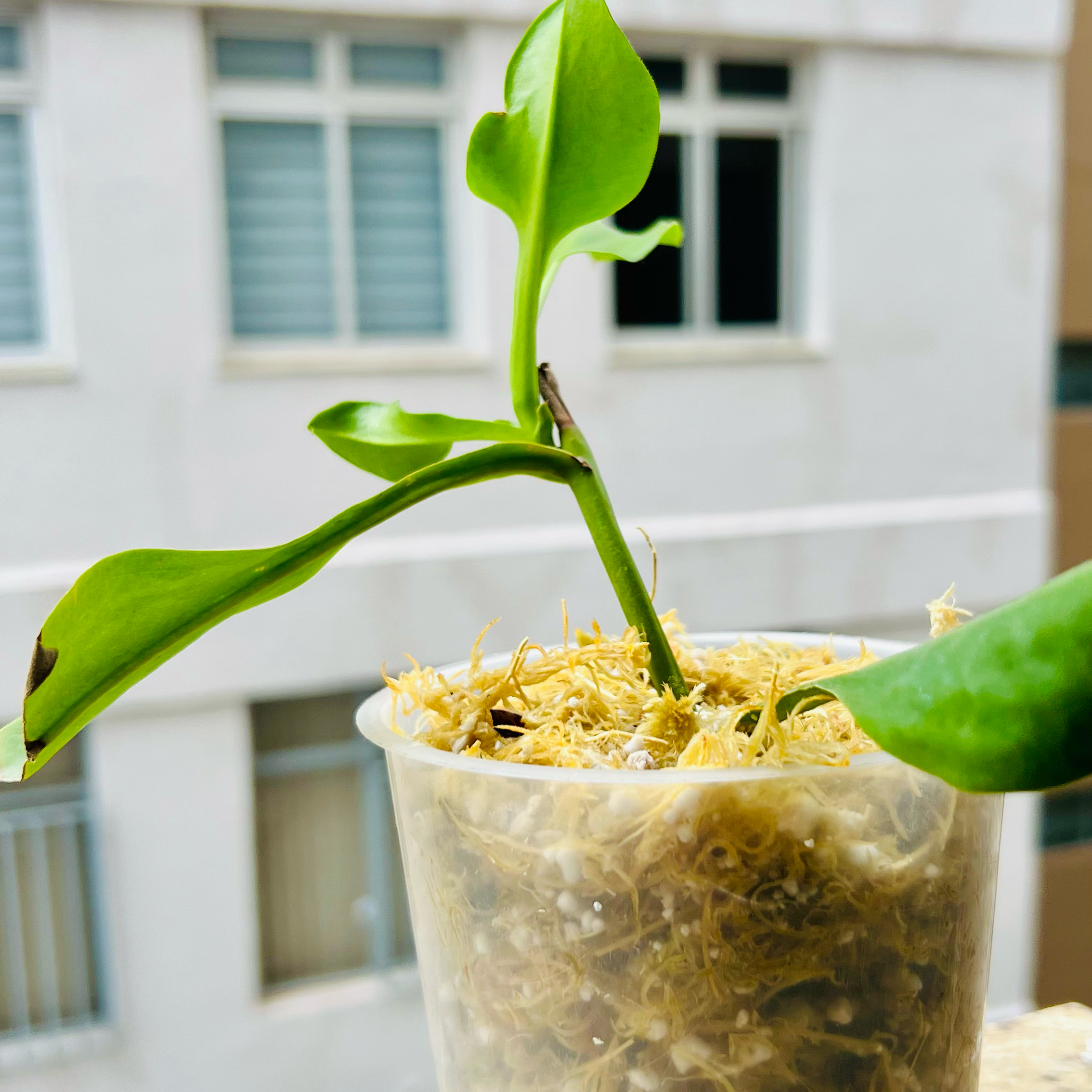 Photo of the plant species Nepenthes maxima by @Gustavo named Gus on Greg, the plant care app