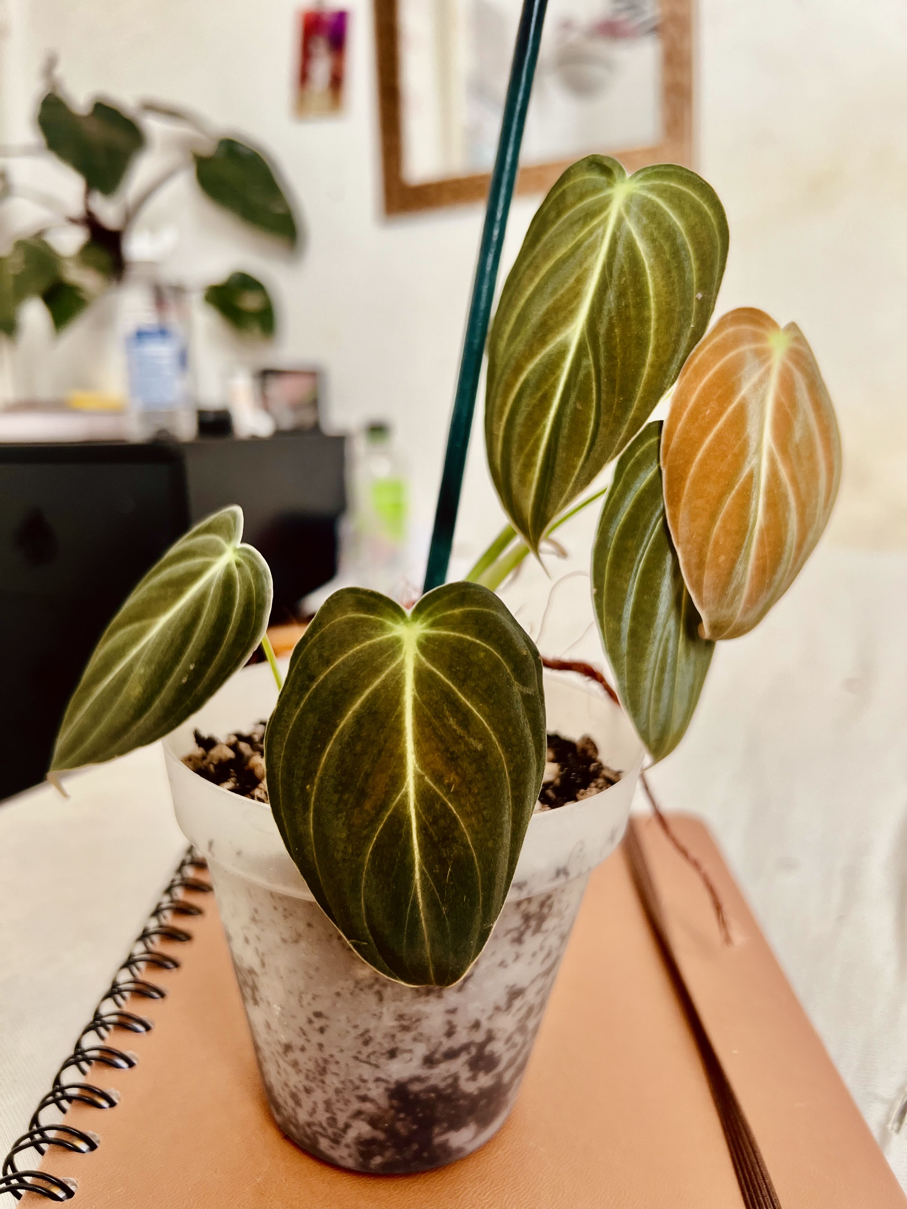 Photo from the post