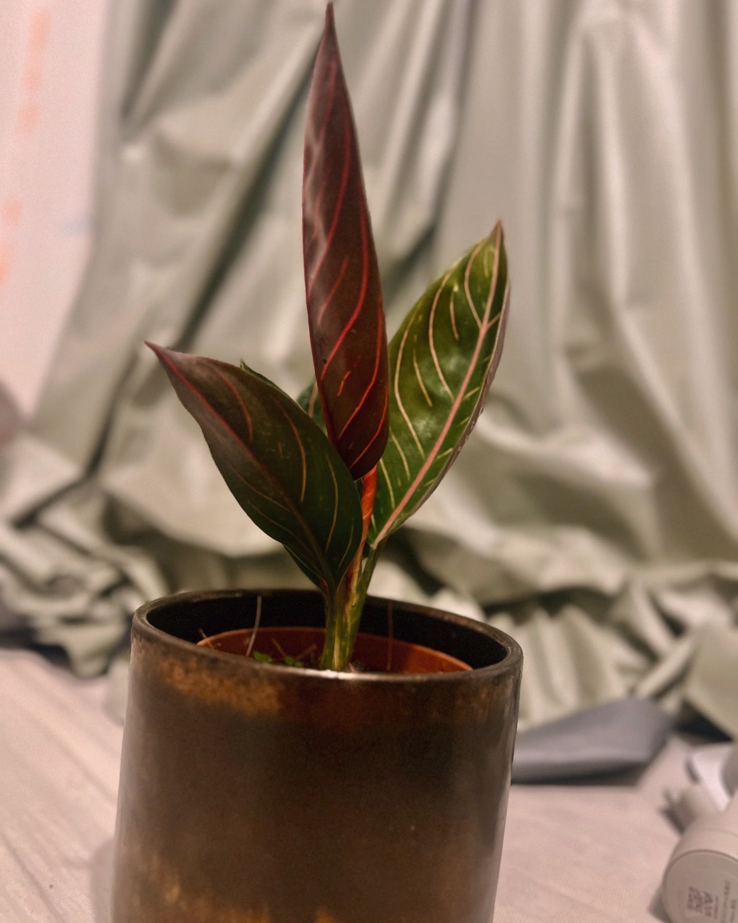Photo from the post