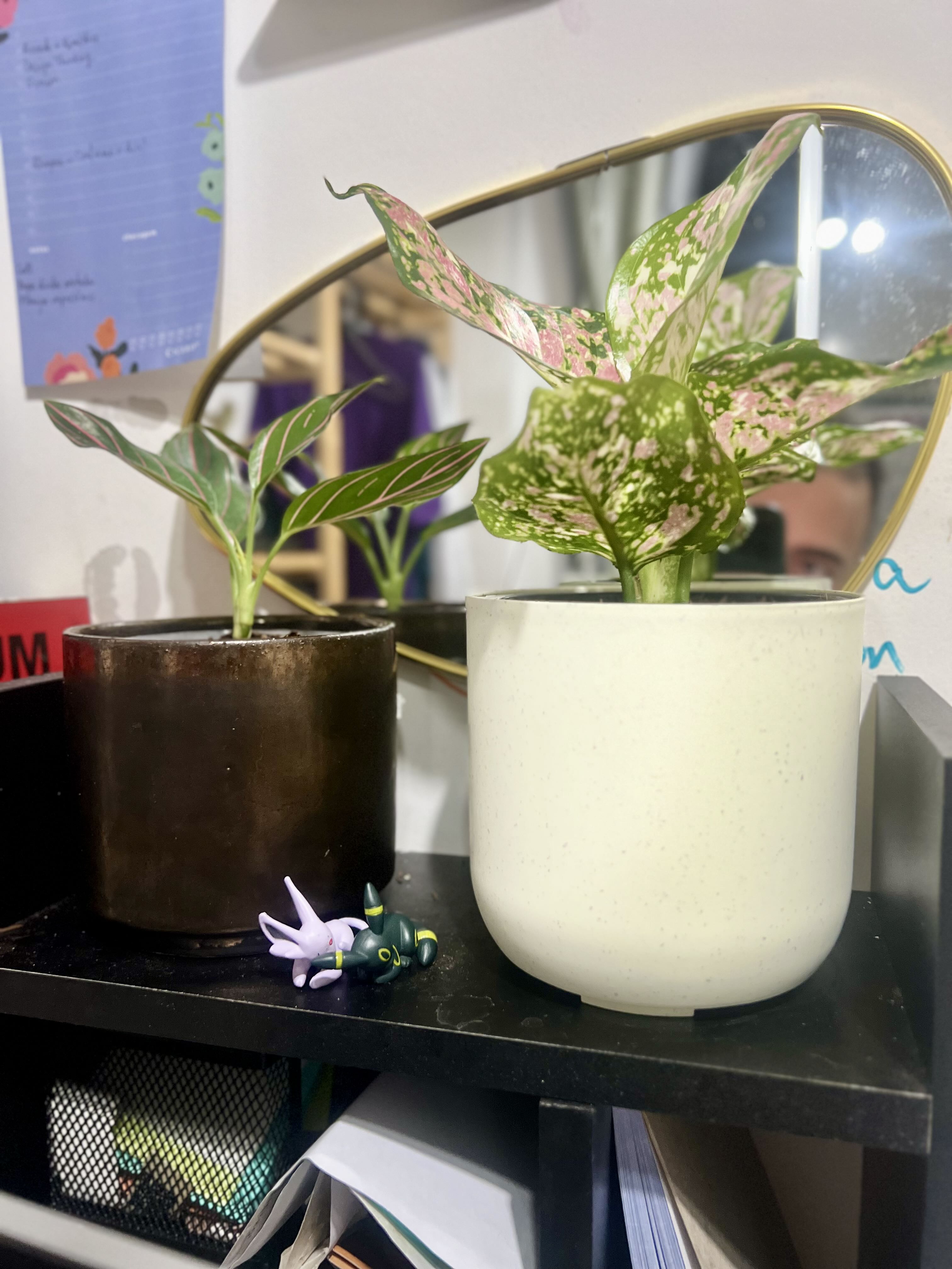 Photo from the post