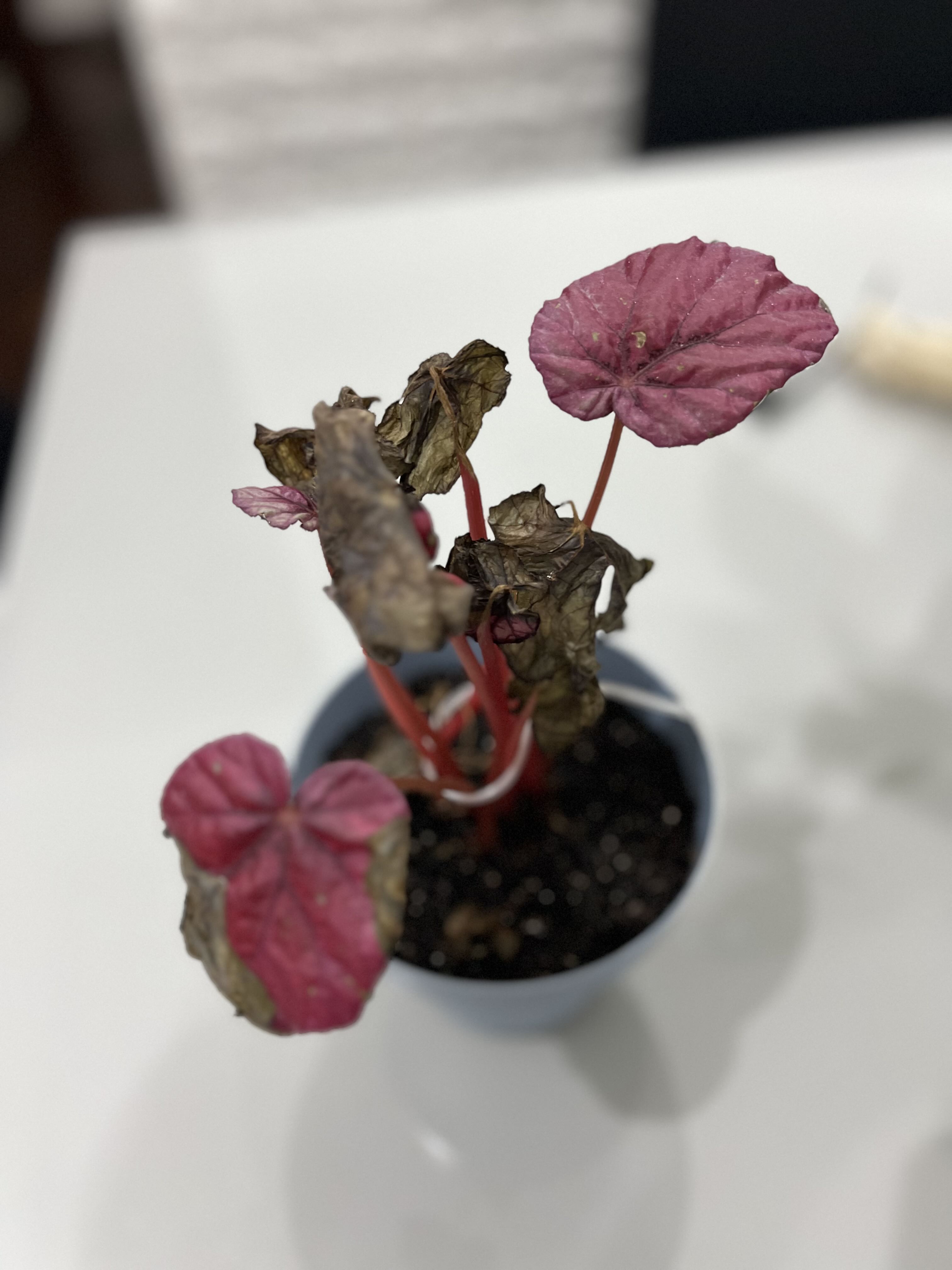 Photo from the post