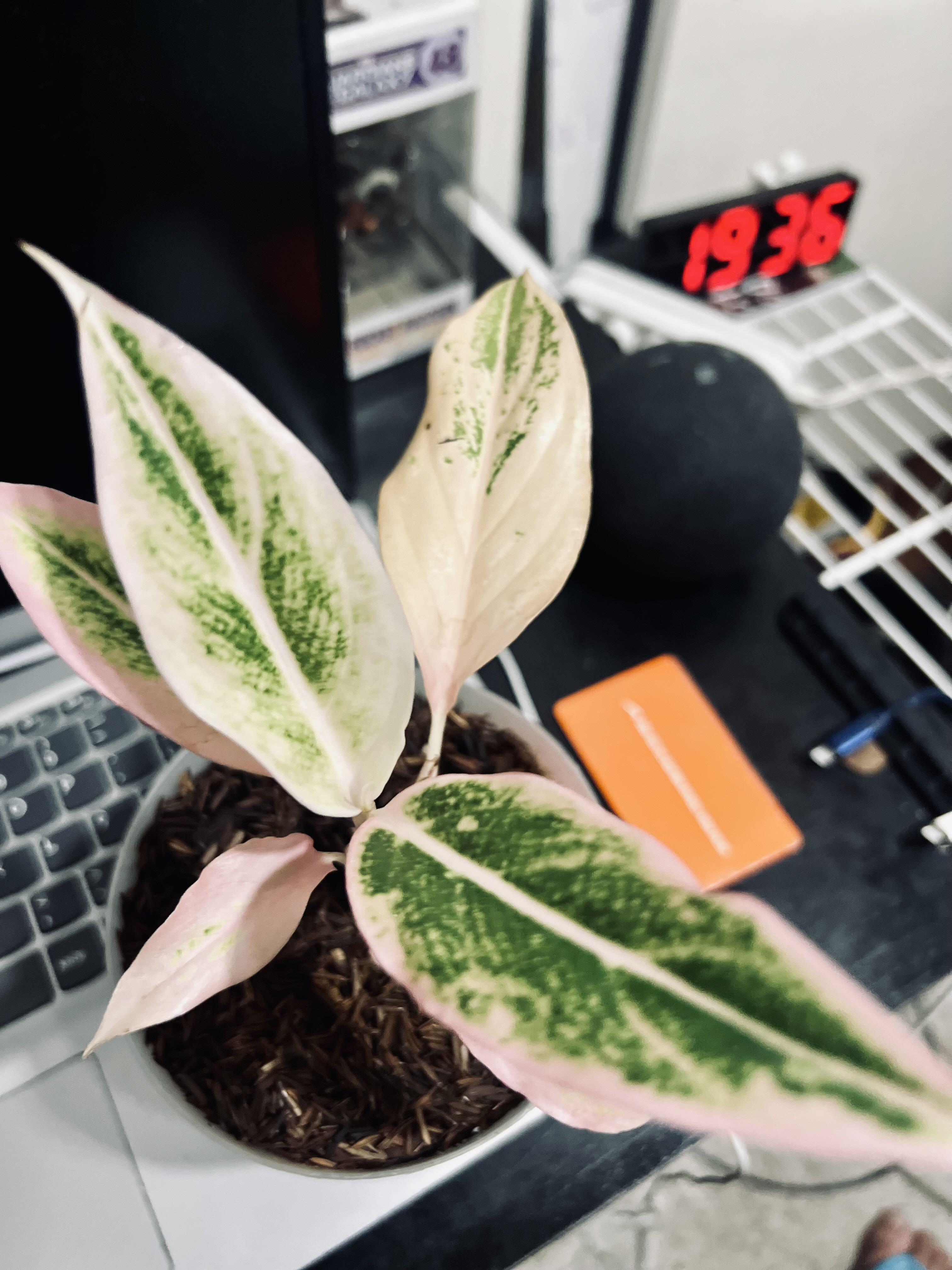 Photo from the post