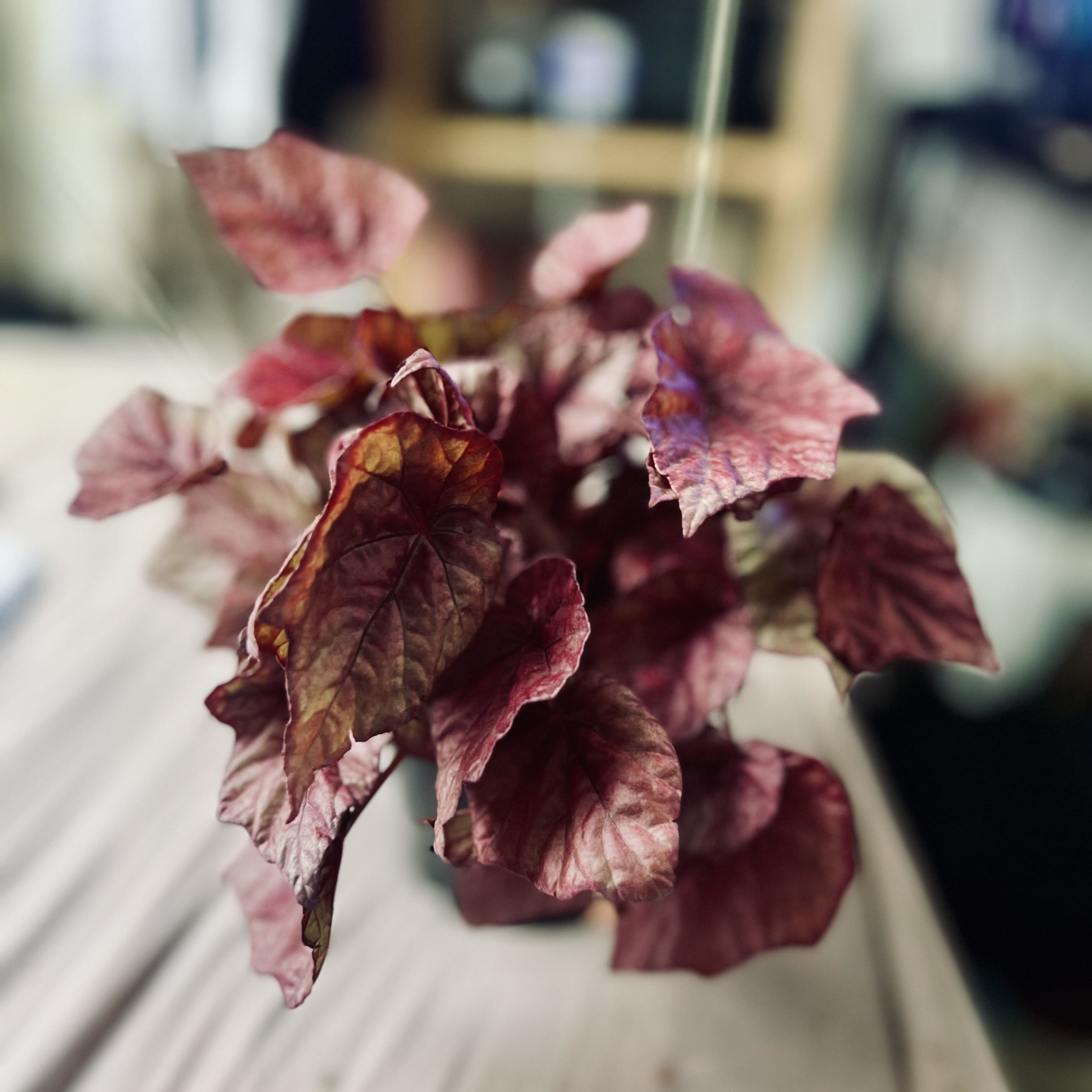 Photo from the post