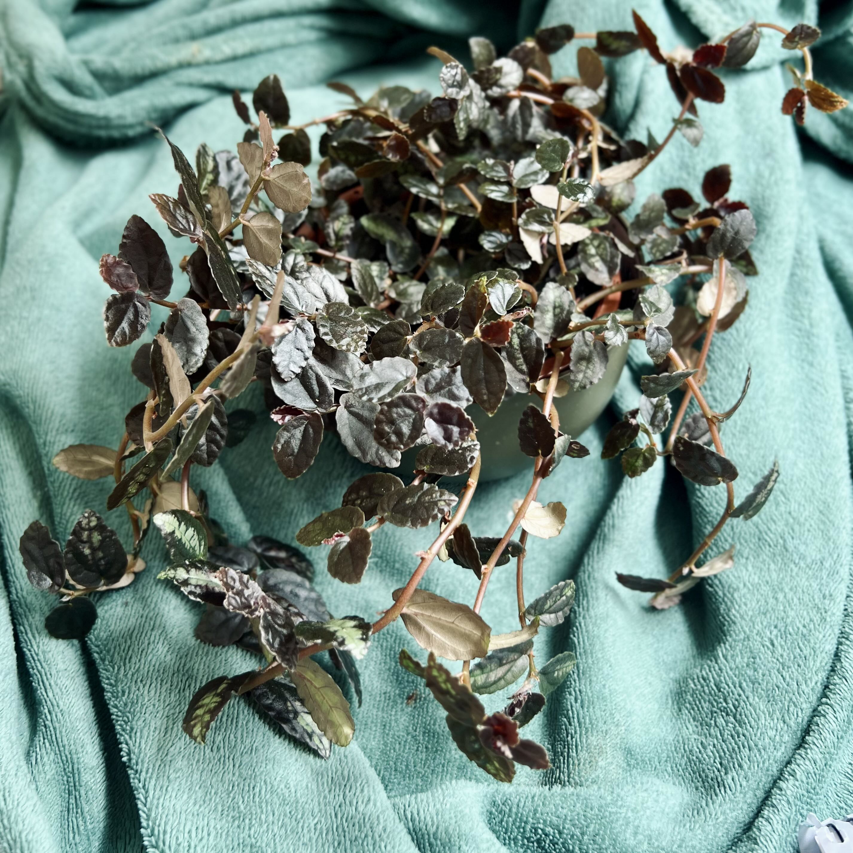 Photo from the post
