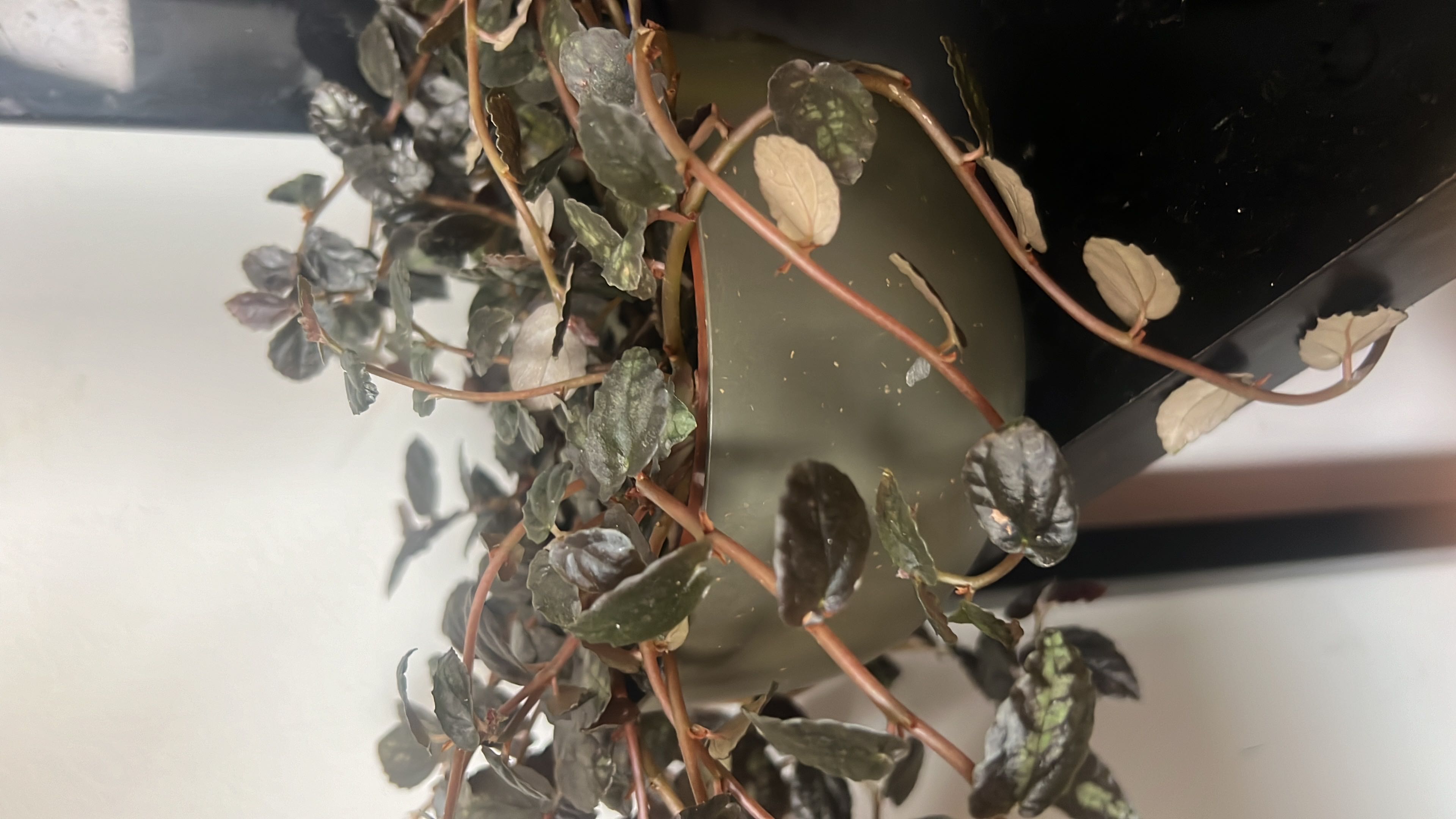 Photo from the post