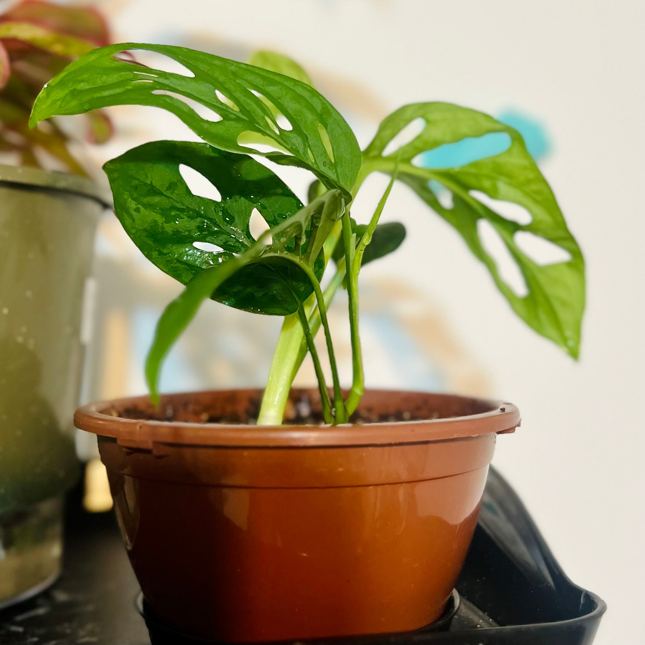 🧀 Why Are My Swiss Cheese Vine Leaves Curling?