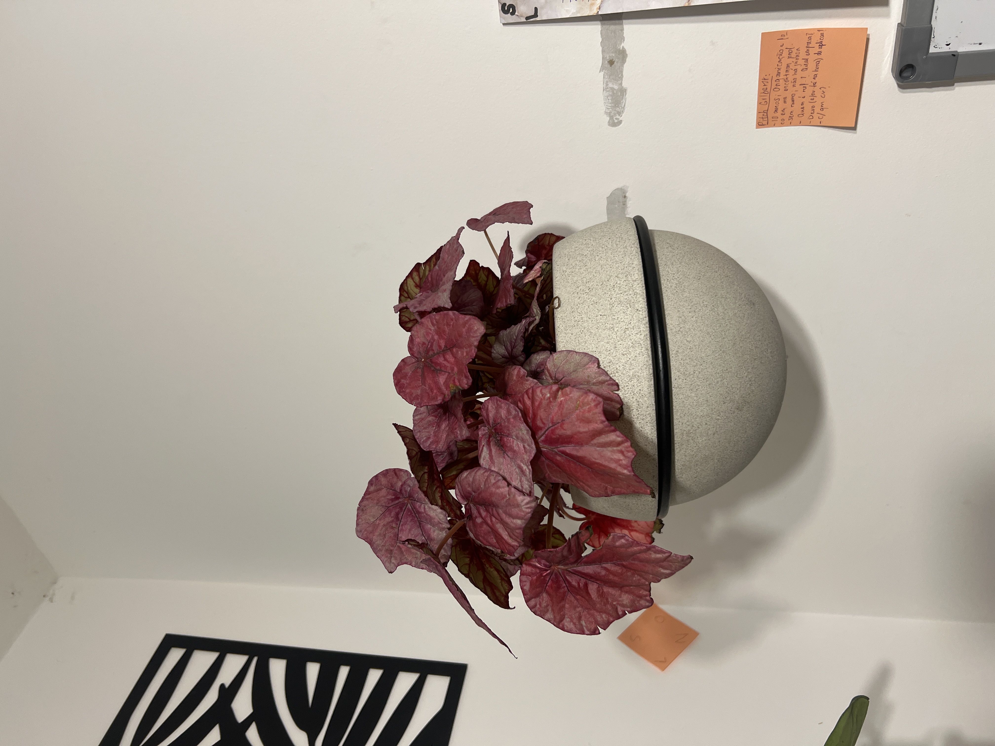 Photo from the post