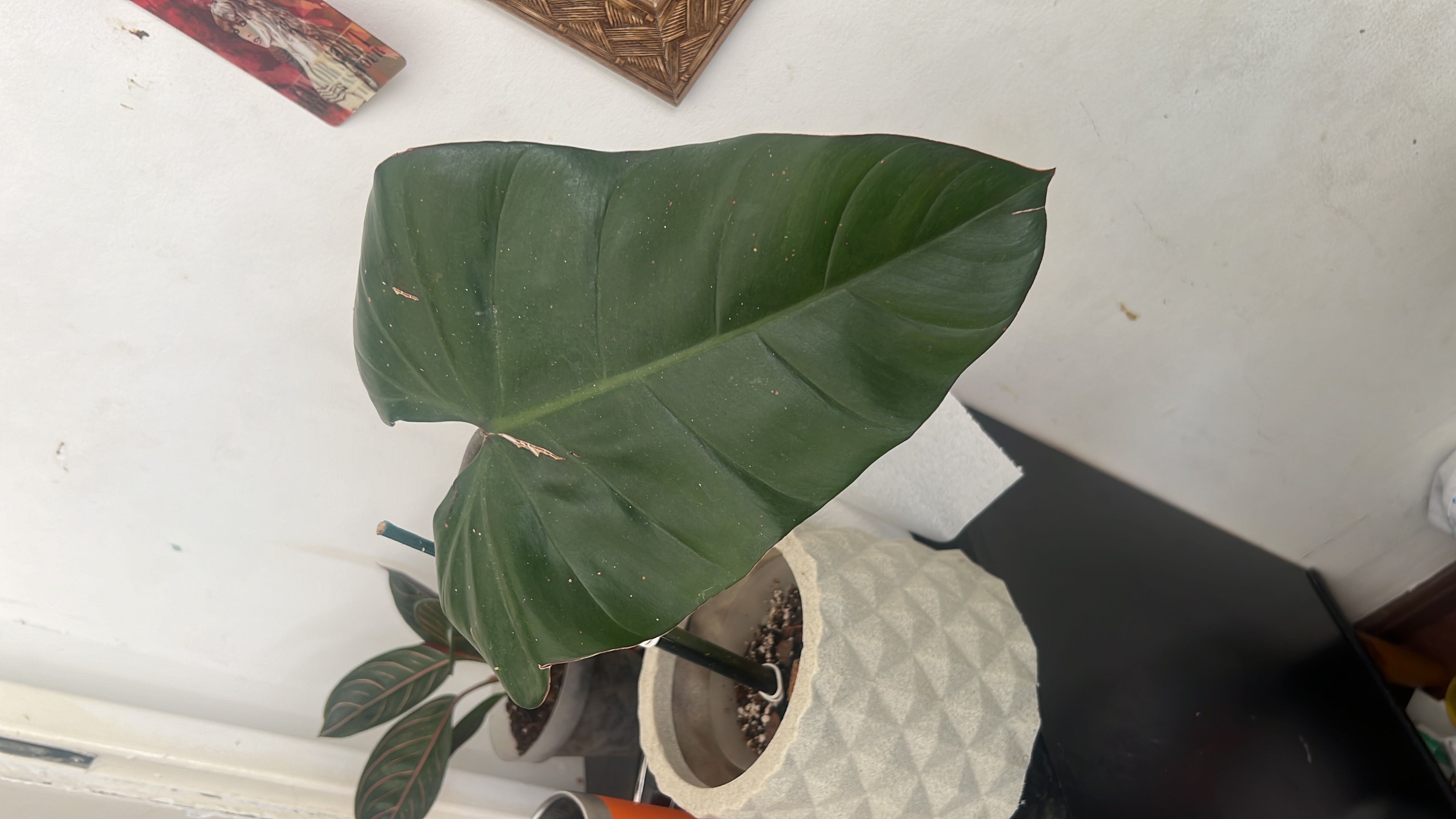 Photo from the post