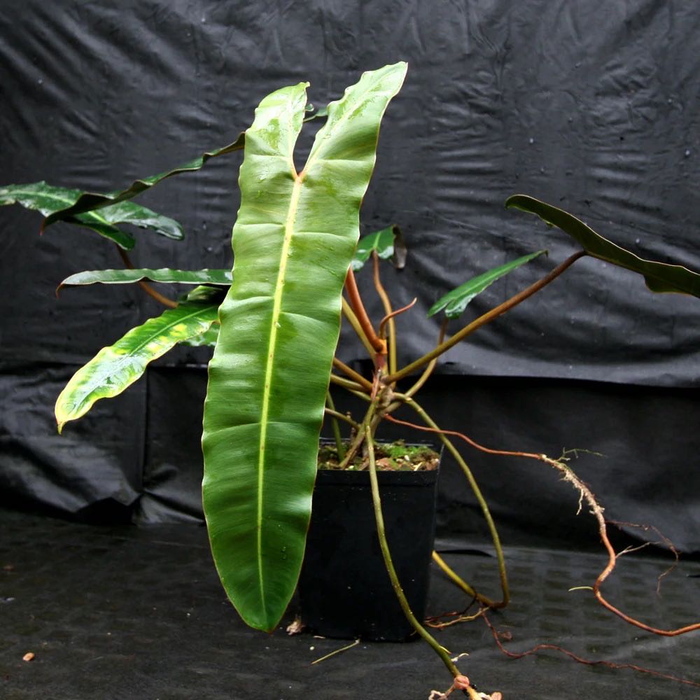 Photo from the post