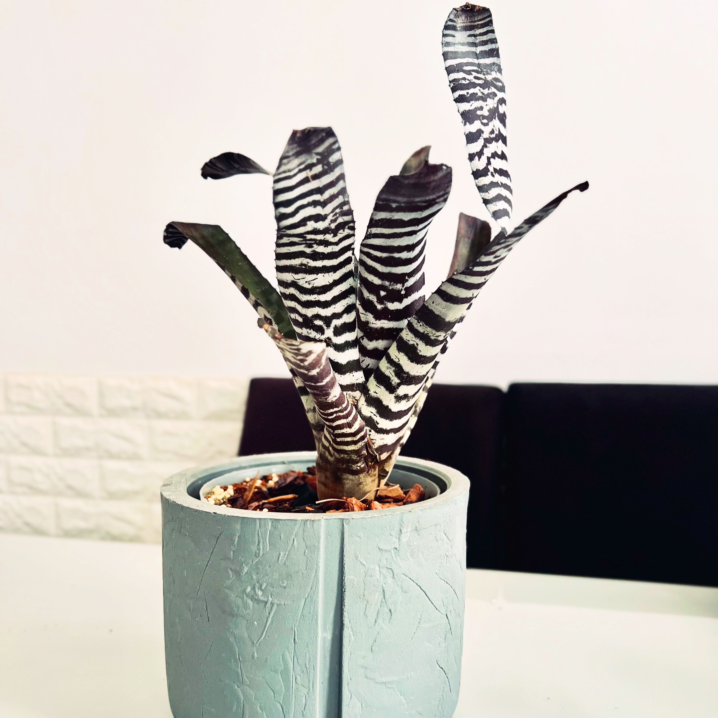 Photo of the plant species Amazonian Zebra Plant by @Gustavo named Irene on Greg, the plant care app