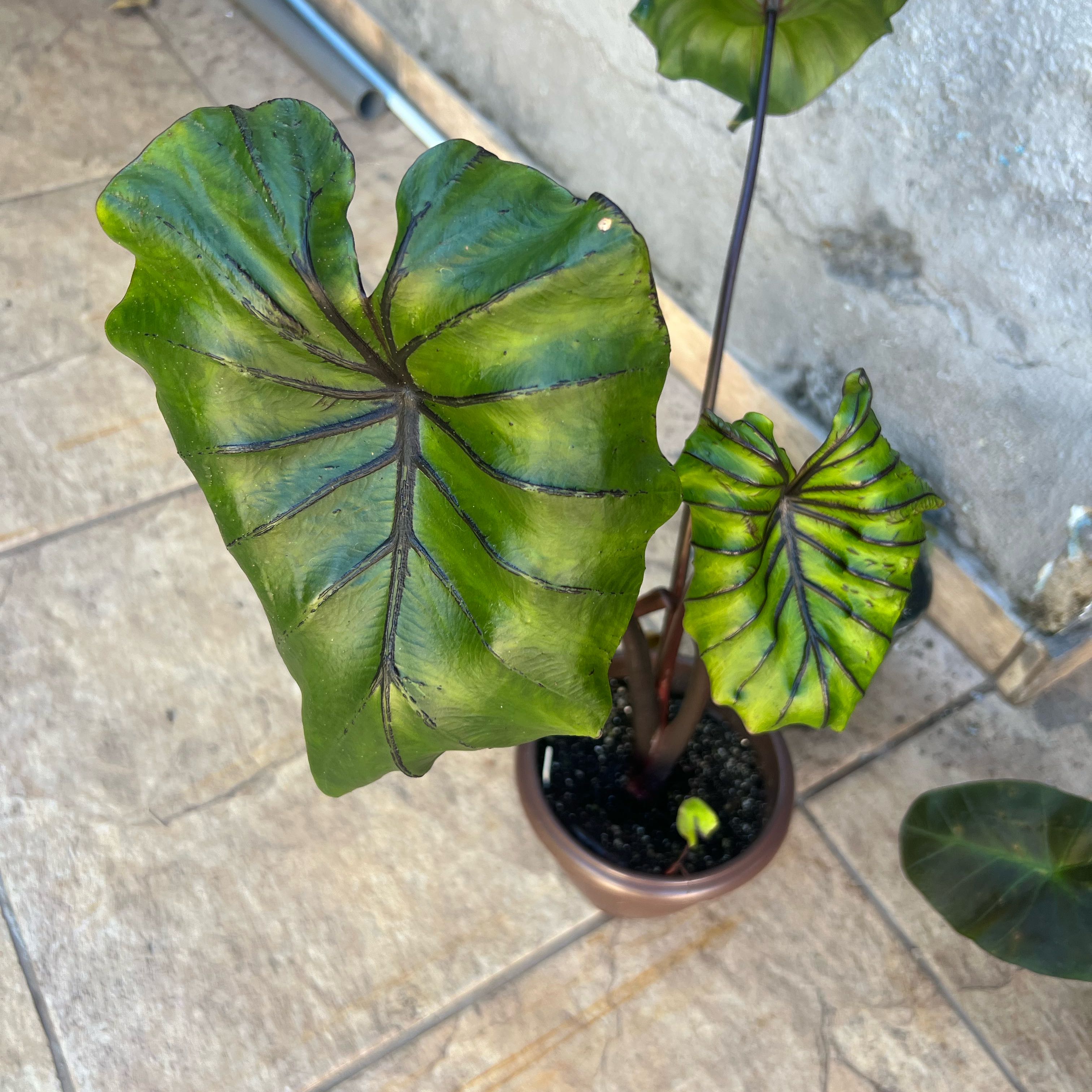 Photo of the plant species Pharaoh Mask by @Gustavo named Pharaoh on Greg, the plant care app