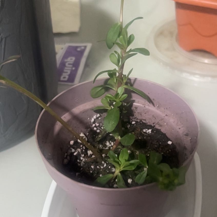 Photo of the plant species Portulaca grandiflora 'Yellow' by @Gustavo named Lelene on Greg, the plant care app