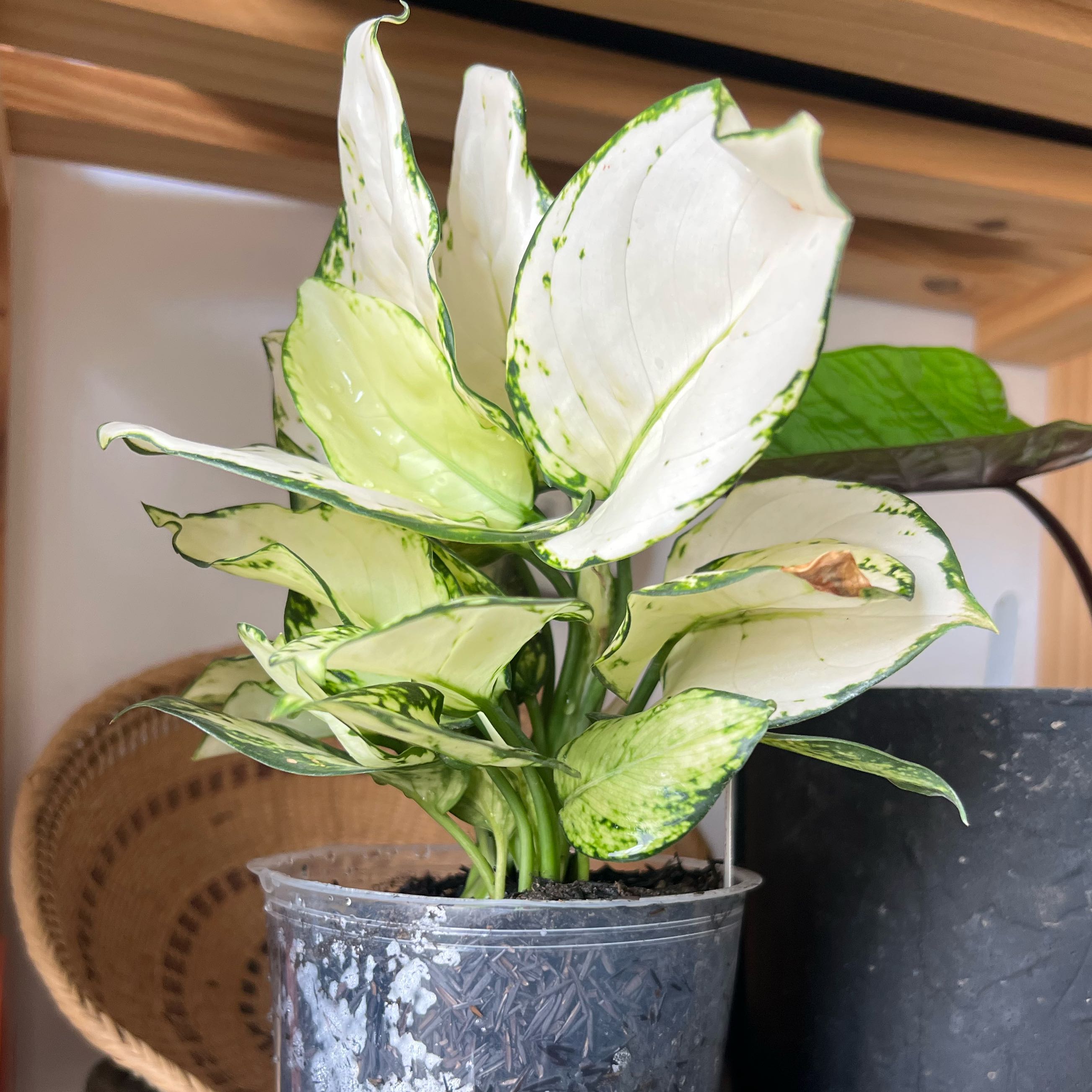 Photo of the plant species Aglaonema 'White Joy' by @Gustavo named Ursula on Greg, the plant care app