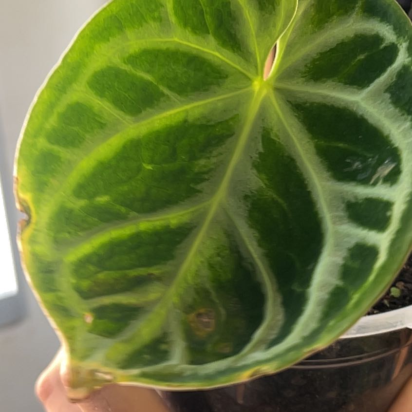Photo of the plant species Anthurium botanic x 'Dorayaki' by @Gustavo named Paraguayan Dorayaki on Greg, the plant care app