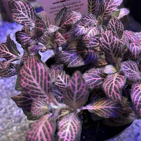 Photo of the plant species red vein by @RenownedIcarus named Bruce Lee on Greg, the plant care app
