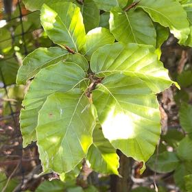 Photo of the plant species Dwarf Beech by @PrizeTimeout named Daphne on Greg, the plant care app