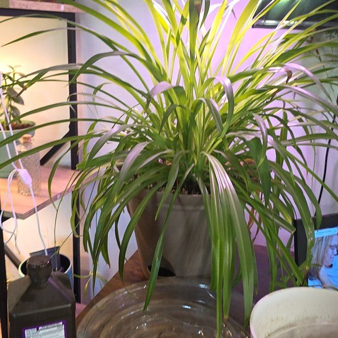 Photo of the plant species Green Spider Plant by @UppermostMostii named Curie on Greg, the plant care app