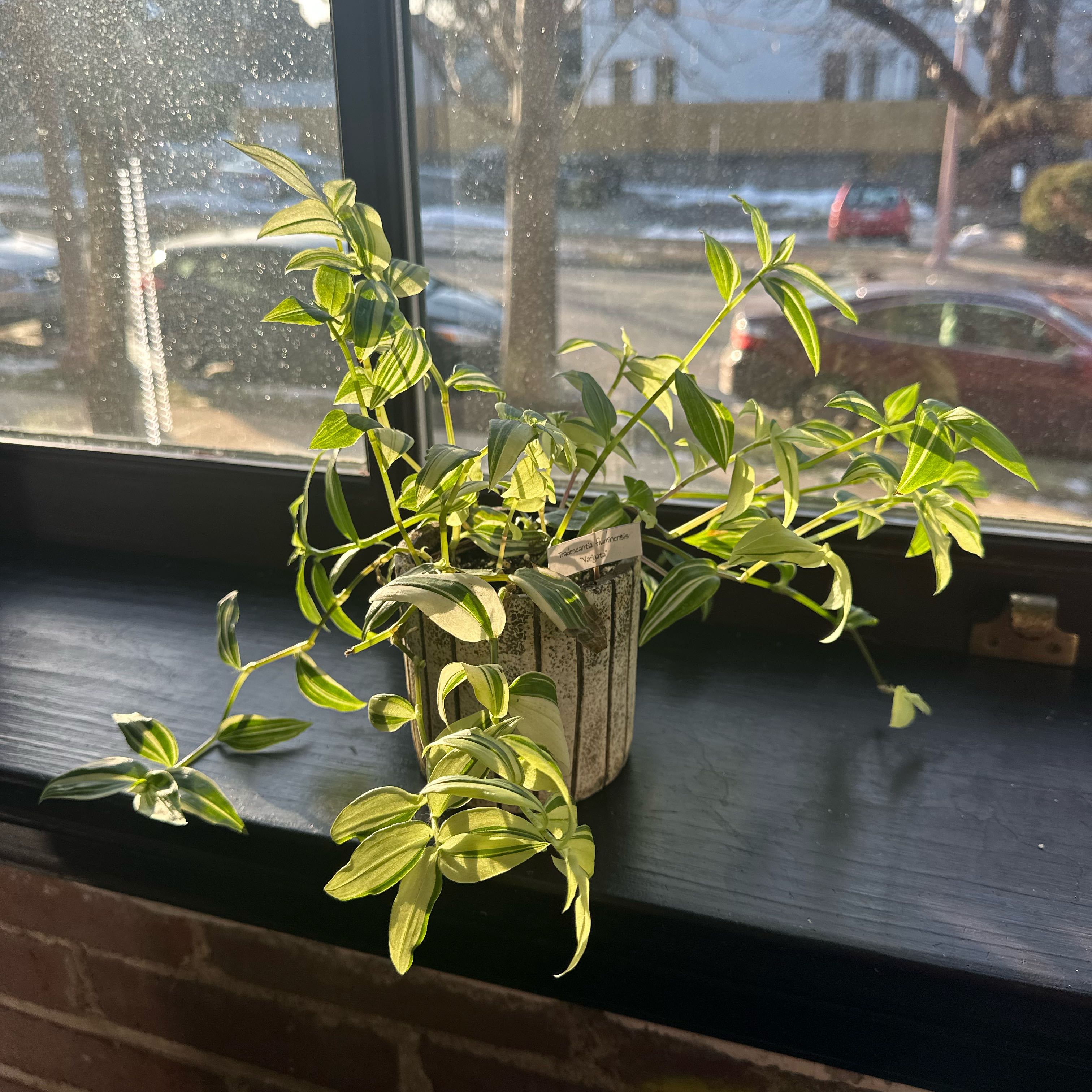 Photo of the plant species green and white tradescantia by @PremierParsley named Colonel Mustard on Greg, the plant care app